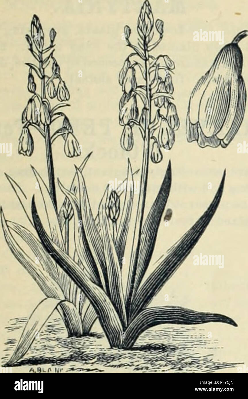 . Currie Bros.' guide horticole : printemps 1888. Pépinière Wisconsin ; Catalogues Catalogues de graines de fleurs, graines (plantes) ; catalogues de graines de plantes ornementales ; catalogues, catalogues, matériel et fournitures de jardinage Catalogues. Qjrri&Lt ;^^ortieultural j/ Bros Guide.- 53. HYACINTHUS CANDICANS- Oape Hyacinthe. Demi-plante vivace, exigeant un peu i)rotection en hiver. Ses fleurs sont retombantes, blanc pur, et très parfumé, et sont cultivées sur une tige d'environ 4 pieds de hauteur 10 bulbes de même 25. Veuillez noter que ces images sont extraites de la page numérisée des images qui peuvent avoir été d Banque D'Images