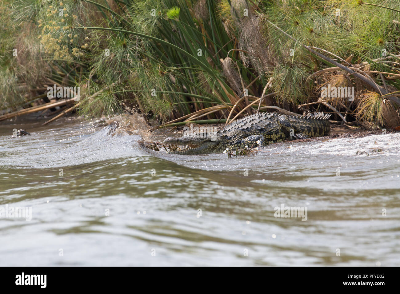 Le crocodile est assis au bord de la rivière et en attente de prier pour manger Banque D'Images