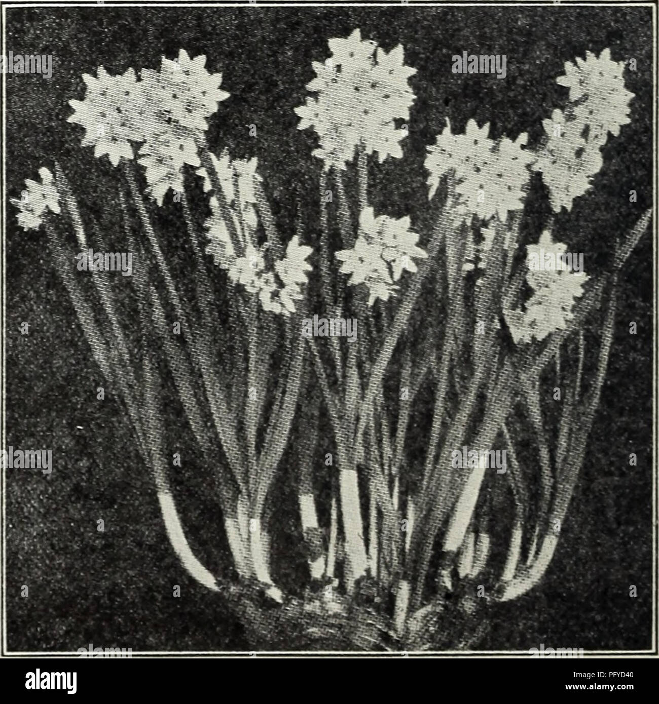 . La chalp bulbes et plantes : automne 1928. Les catalogues de graines de fleurs, graines (plantes) ; catalogues de pépinières (Horticulture) ; les plantes ornementales, les Catalogues Catalogues. Narcisses à fleurs de l'eau prêt pour la livraison en septembre. Polyanthus Narcissus (Tas) Flovered La Polyanthus Narcissus sont favoris pour l'intérieur de la culture générale, succédant- aussi bien planté dans le sol ou dans l'eau. Ils peuvent être facilement mis en floraison dans six semaines à partir du moment de la plantation. La culture de l'eau pour tout ce qui est nécessaire est de placer les bulbes dans un bol avec un peu de cailloux pour les soutenir, ou mieux utiliser une petite quantité de Banque D'Images