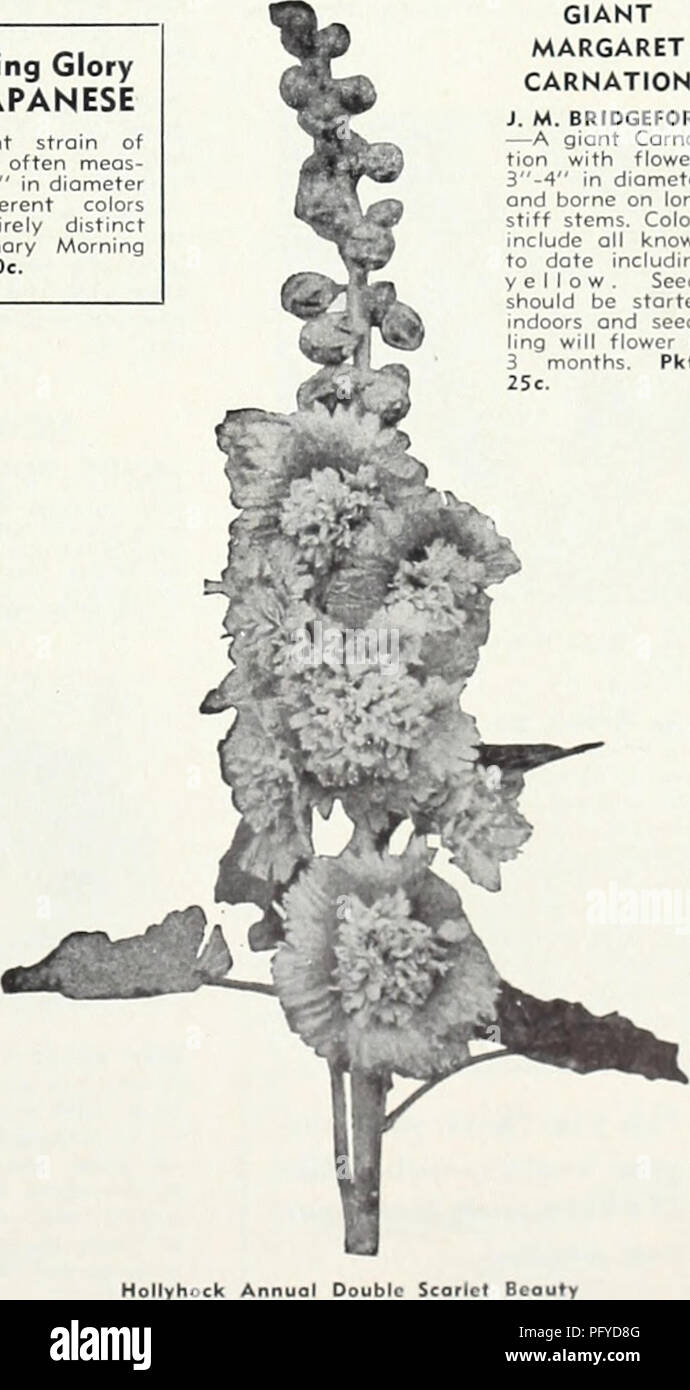 125 graines-Gros Fleur-Delphinium-Pacific Guinevere