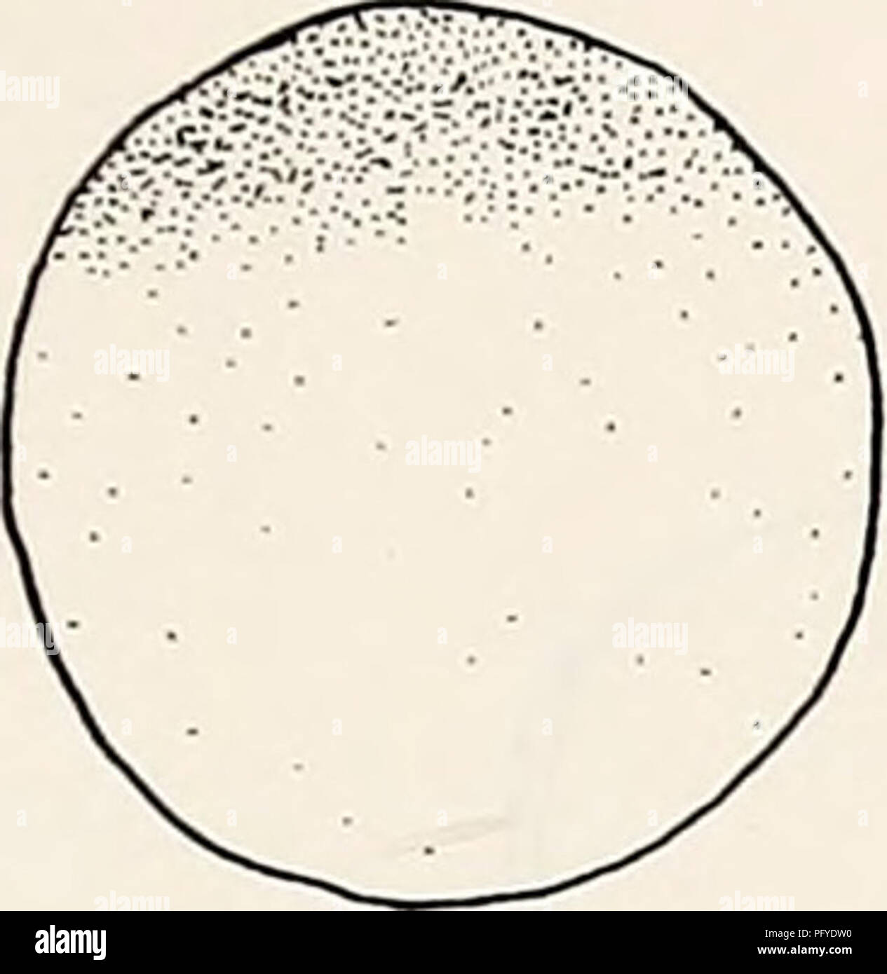 Cette image est une étude scientifique sur le développement de l'espèce Microhyla ornata, une petite grenouille originaire du Japon. La recherche se concentre sur l'anatomie et le cycle biologique de l'espèce, contribuant à une meilleure compréhension du développement des amphibiens dans la région. Banque D'Images