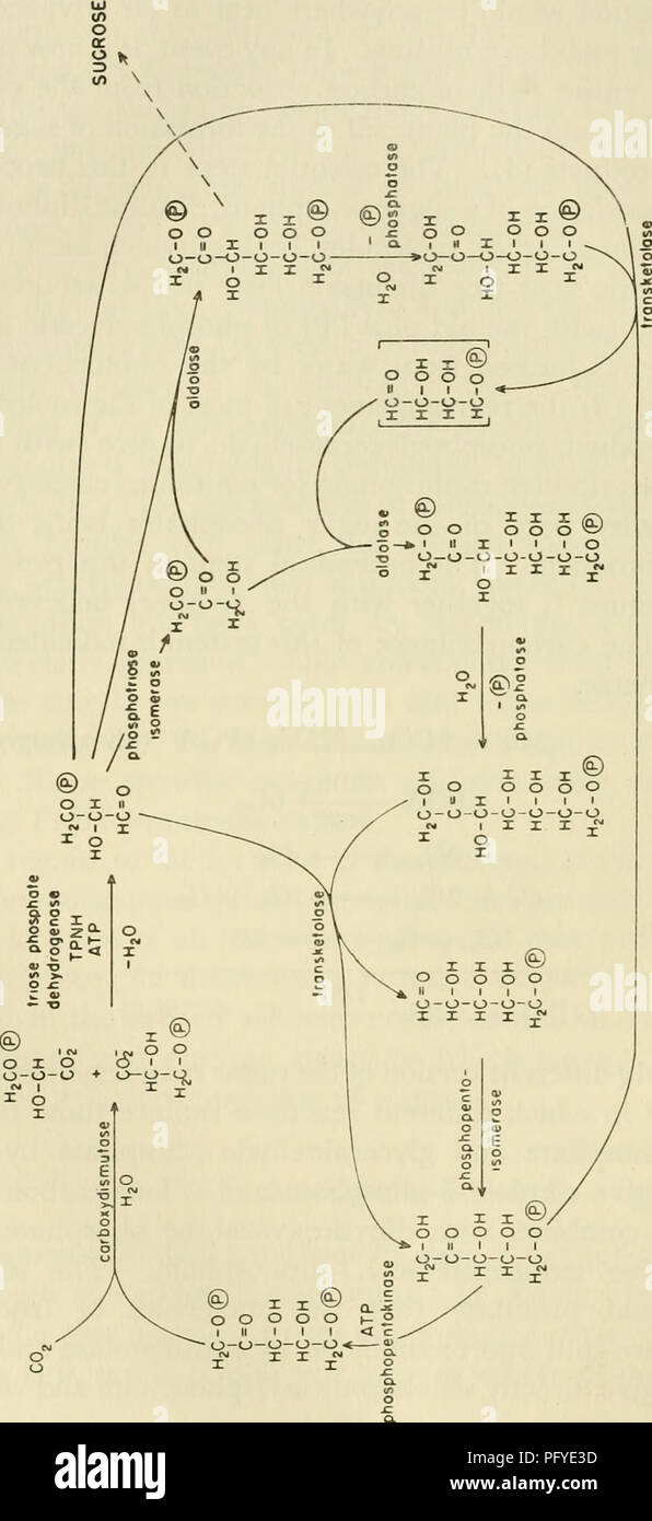 . Les courants dans la recherche biochimique, 1956 ; vingt-sept essais tracer la voie actuelle de la recherche biochimique et compte tenu de la relation intime de biochimie à la médecine, la physiologie et la biologie. Biochimie -- la recherche. J, A. et M. BASSHAM. CALVLNJ T T T © o o o o o o- -o- -l&gt ;- -U -o X J. 1 X V I C o c o ja ii OS o a, H S X X X©/ o o o o o ^•^ T ty X o o o o o 1 II 1 1 1 o-o- -o- -- - T T W X 36. Veuillez noter que ces images sont extraites de la page numérisée des images qui peuvent avoir été retouchées numériquement pour plus de lisibilité - coloration et l'apparition de ces illustrations peuvent n Banque D'Images