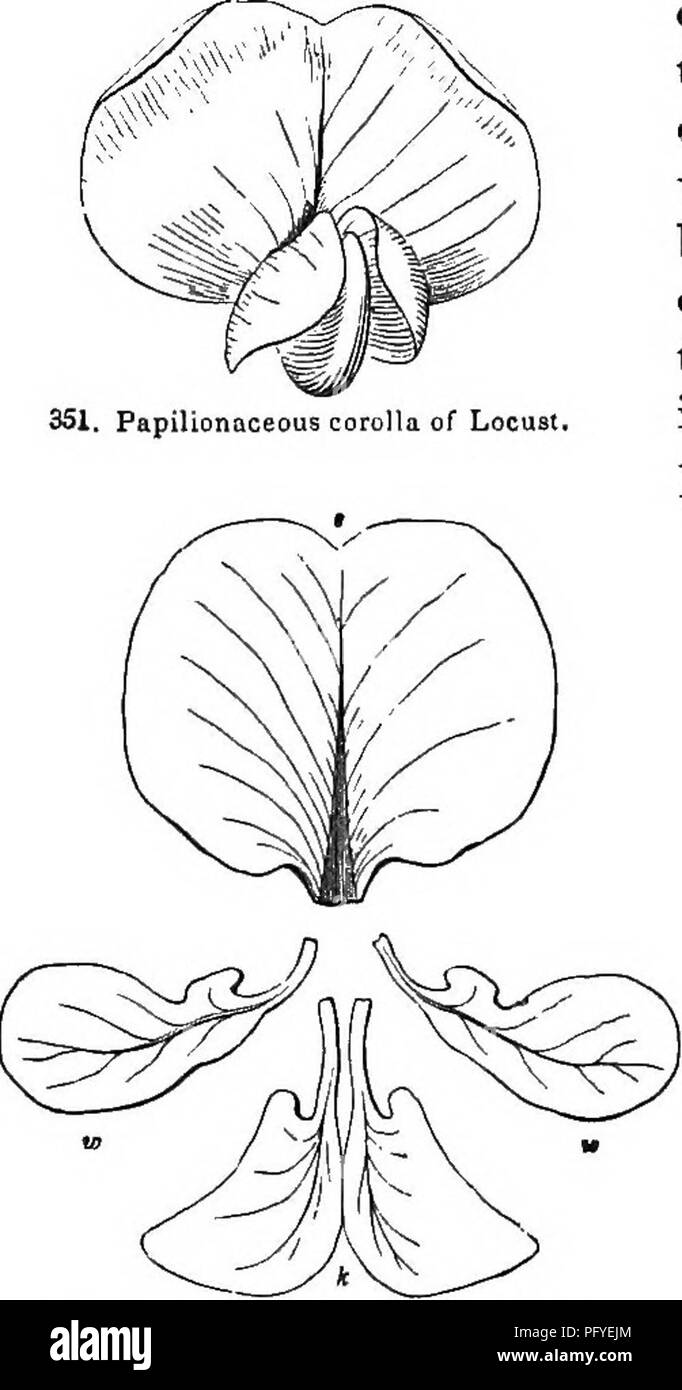 . La botanique pour les jeunes et les écoles communes. Comment les plantes poussent, une simple introduction à la botanique structurels. Avec une flore populaire, ou un arrangement et description des plantes communes, à la fois sauvage et cultivée. La botanique, la botanique. Flore populaire. 141 32. Famille d'impulsions. Commander LEGUMINOS.^. Une grande famille, qui se distingue par l'étrange appelé corolle irrégulière de type papilionacée (i. e. papillon-sliaped), et d'avoir le genre de pod a appelé une légumineuse pour ses fruits. Feuilles alternes, composées, souvent avec des stipules. En général, 10 étamines insérées sur le calice. Un pistil, simple. La corolle de type papilionacée, -whi Banque D'Images