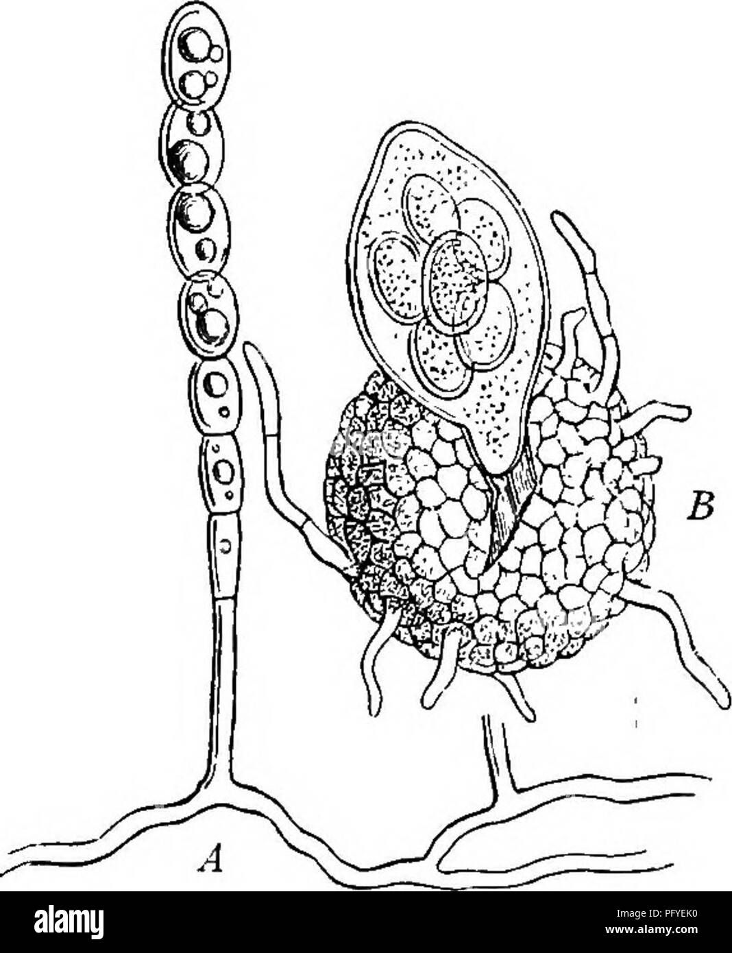 . Un texte-livre de botanique pour les écoles secondaires. La botanique. 146 un texte-livre OP BOTANIQUE la fécondation, cependant, une structure appelée le spore-fruit est mis au point. Ces spore-fruits apparaissent sur les feuilles infectées comme minute points sombres (Fig. 134), chacun étant une sphère de cellules à paroi lourde (Fig. 135, B), qui habituellement sèche- appendices en forme de diverses formes. En fait, la spore- fruit est une protection lourde pour les spores de mildiou, et porte tout l'hiver ou la saison sèche. L'apparence d'un grand nombre de spores unicellulaires-cas comme le résultat de la fécondation, plutôt qu'un nouveau mycélium, suggère la même Banque D'Images