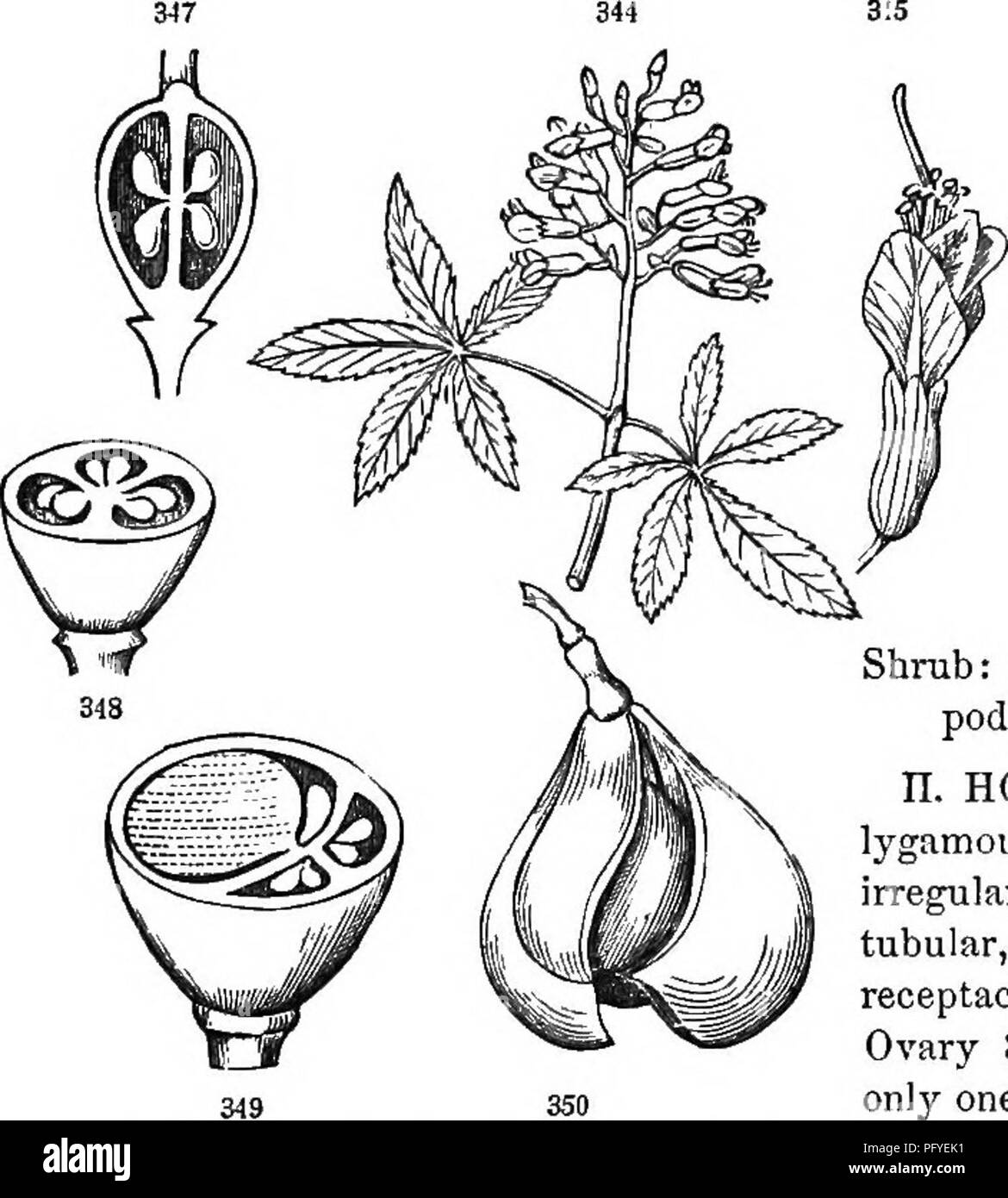 . La botanique pour les jeunes et les écoles communes. Comment les plantes poussent, une simple introduction à la botanique structurels. Avec une flore populaire, ou un arrangement et description des plantes communes, à la fois sauvage et cultivée. La botanique, la botanique. Flore populaire. 139 30. TEEE-PERSONNEL DE LA FAMILLE. Pour CELASTBACEiE. Les plantes ligneuses, avec de simples feuilles alternes ou opposées ; les divisions du calice et les pétales se chevauchant à la fois dans l'oeuf ; les étamines comme beaucoup comme les pétales (4 ou 5) et d'autres avec eux, insérée sur une extension d'épaisseur du récipient (disque) qui remplit le fond du calice. Pod de couleur, de 2 à 5 mostl Banque D'Images
