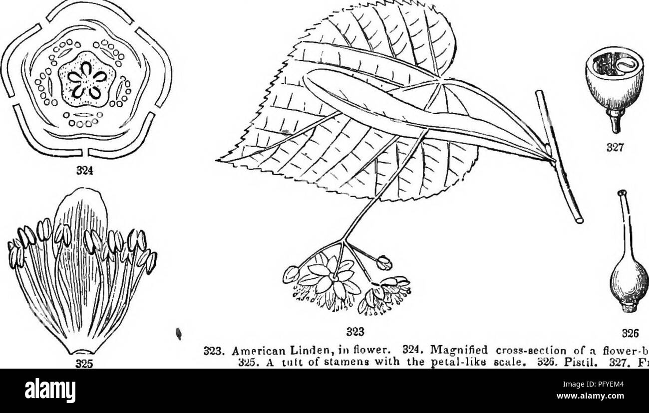 . La botanique pour les jeunes et les écoles communes. Comment les plantes poussent, une simple introduction à la botanique structurels. Avec une flore populaire, ou un arrangement et description des plantes communes, à la fois sauvage et cultivée. La botanique, la botanique. Flore populaire. 133 1. Ou arbustives Althaea Hibiscus. Arbuste BÂ° à 10Â° de haute, lisse ; feuilles ovées, tootheJ de coin, 3-lobées ; de courtes tiges de fleurs, blanc, violet-rouge, &amp;o. (Simple ou double). Cultivée pour orna- ment, n. Syr'iacus. Â 2. L'eed grand H. Herb 8Â° max à partir d'une racine vivace, lisse ; feuilles profondément découpées en 5 lobes linéaires-lancéolées ; corolle rouge, 8' à 11' de large ! S. Banque D'Images