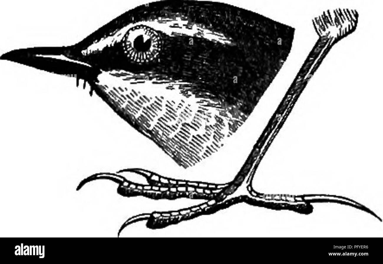 . Clé d'oiseaux de l'Amérique du Nord. Contenant des indications succinctes sur chaque espèce d'oiseau vivant et fossile connu à l'heure actuelle du continent au nord de la frontière du Mexique et des États-Unis, y compris le Groenland et Basse Californie, avec qui sont intégrées d'ornithologie générale : un aperçu de la structure et la classification des oiseaux ; et de l'ornithologie de terrain, un manuel de la collecte, la préparation et la conservation des oiseaux. Les oiseaux ; les oiseaux. 284 SYNOPSIS SYSTÉMATIQUE. - PASSEHESâ 0SCINE8. L'analyse des genres et familles/Suh. MOTACILLIN^. Point d'aile formée par 3 premières primaires. De toute évidence, plus ou pas de queue Banque D'Images