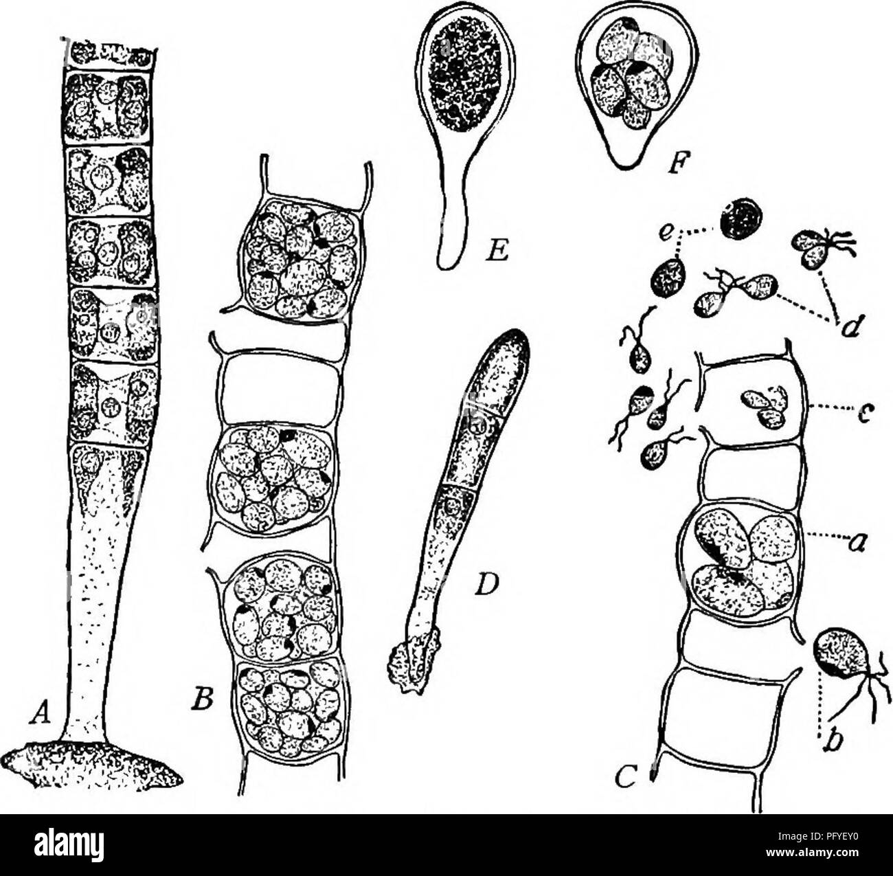 Un texte-livre de botanique pour les écoles secondaires. La botanique. ^  105 65 ALG. Ulothrix.-Ces sont vert clair, thread-comme les plantes trouvés  dans les eaux, le mouvement de l'eau des ruisseaux