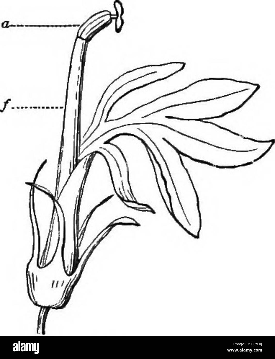 . La botanique pour les jeunes et les écoles communes. Comment les plantes poussent, une simple introduction à la botanique structurels. Avec une flore populaire, ou un arrangement et description des plantes communes, à la fois sauvage et cultivée. La botanique, la botanique. Fleurs : LEURS FORMES ET TYPES. 73. 214. Des étamines sont également communs. Ils peuvent être unis par leurs filaments ou par leurs anthères. Dans le Cardinal-fleur (Fig. 184), et d'autres, tant les anthères lobélies (a) et les filaments (/) sont unis dans un tube. De même, dans la citrouille et la courge. Les botanistes utilisent les termes suivants pour exprimer les différentes façons dont les étamines peuvent être Banque D'Images