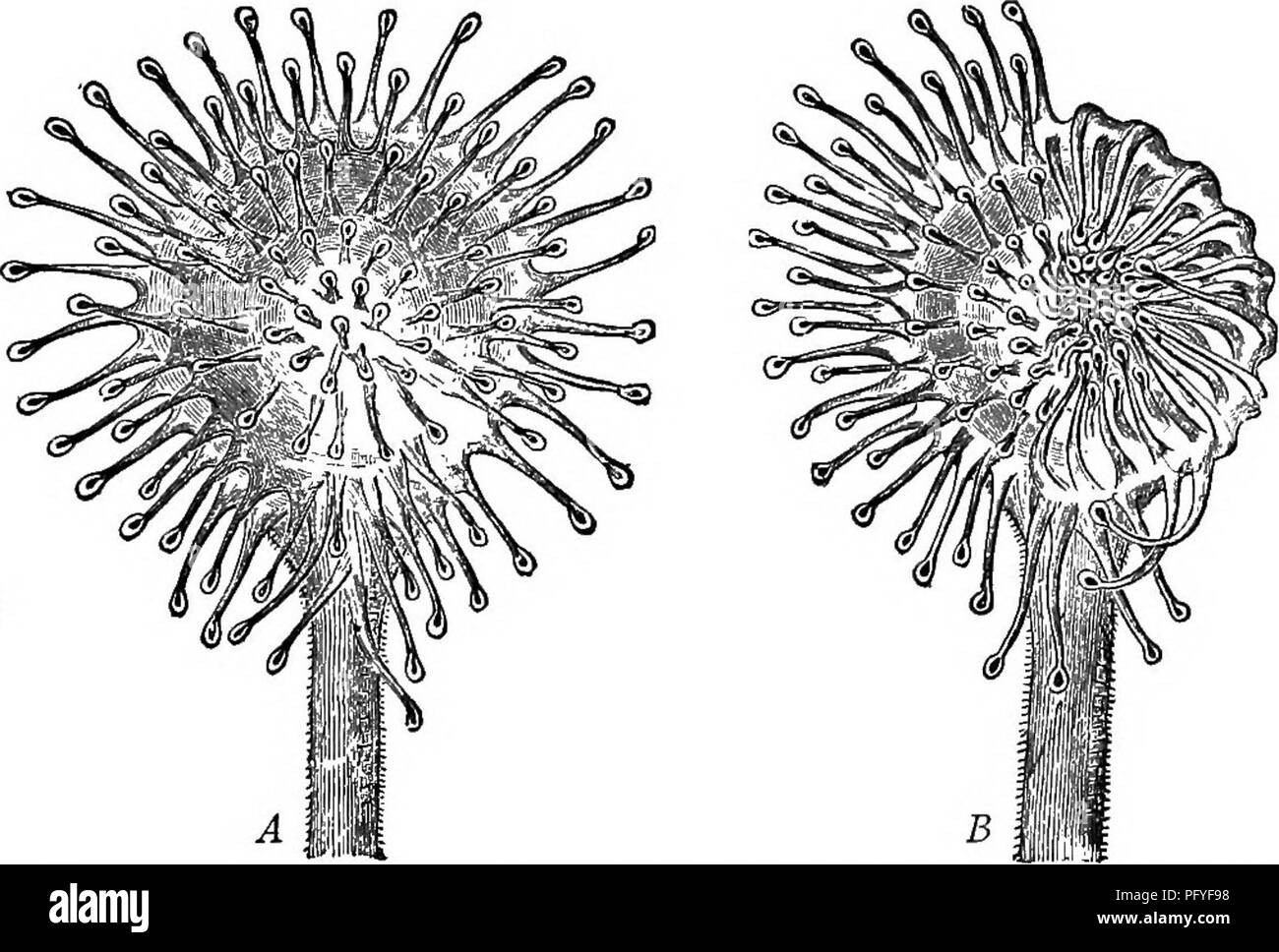 . Un texte-livre de botanique pour les écoles secondaires. La botanique. Fig. 38.- rossolis. Kebnek-après.. Fig. 39.-deux feuilles de droséra. r : une extension complète, des poils glanduleux ; B, la moitié de la flexion des poils vers l'intérieur, dans la position prise lorsqu'un insecte a été capturé.-Après Kerner, 4. Veuillez noter que ces images sont extraites de la page numérisée des images qui peuvent avoir été retouchées numériquement pour plus de lisibilité - coloration et l'aspect de ces illustrations ne peut pas parfaitement ressembler à l'œuvre originale.. John Coulter, Merle, 1851-1928. New York, D. Appleton Banque D'Images