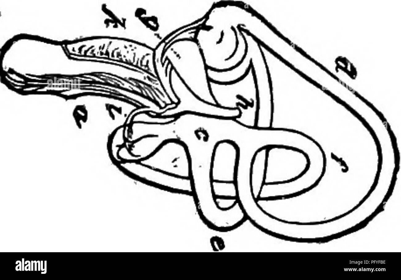 . Clé d'oiseaux de l'Amérique du Nord. Contenant des indications succinctes sur chaque espèce d'oiseau vivant et fossile connu à l'heure actuelle du continent au nord de la frontière du Mexique et des États-Unis, y compris le Groenland et Basse Californie, avec qui sont intégrées d'ornithologie générale : un aperçu de la structure et la classification des oiseaux ; et de l'ornithologie de terrain, un manuel de la collecte, la préparation et la conservation des oiseaux. Les oiseaux ; les oiseaux. L'ANATOMIE DES OISEAUX.-NEUMOLOGY. 189'unstepped ont été stapes (dans la vie, bien sûr, ces deux "fenêtres" sont fermées par des rideaux membraneux). En maintenant le coc oiseaux Banque D'Images