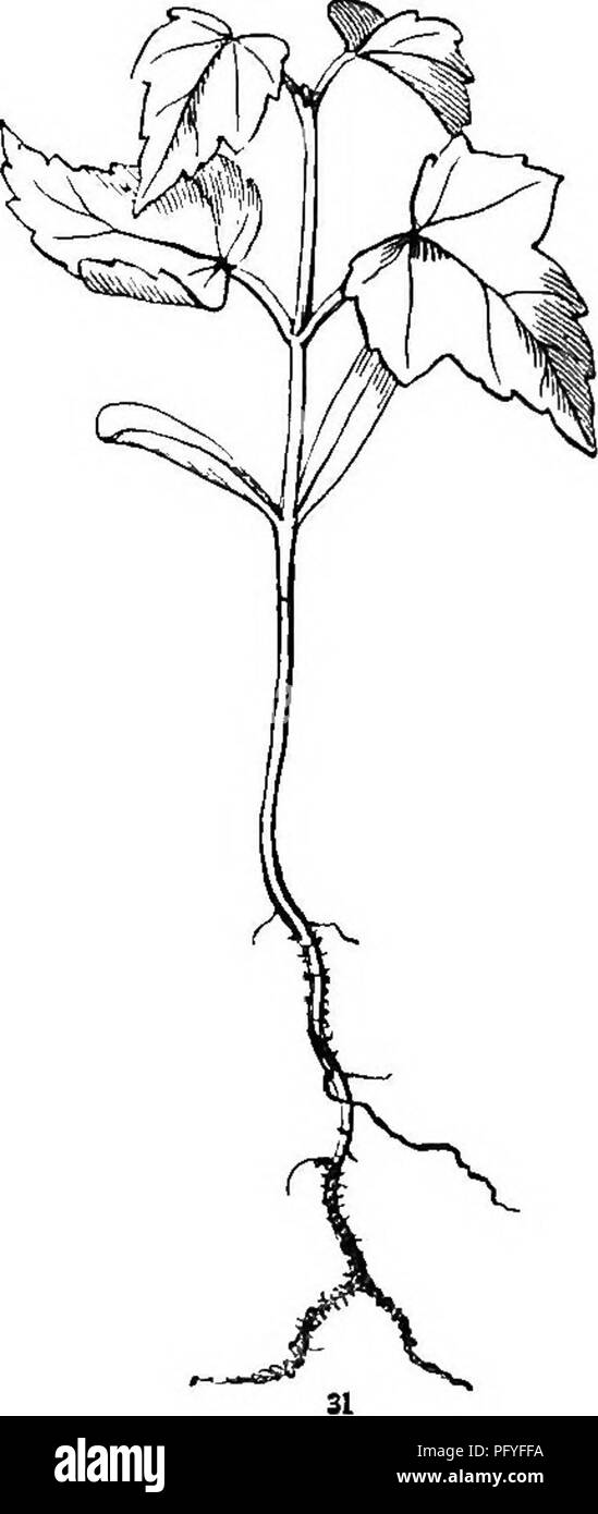 . La botanique pour les jeunes et les écoles communes. Comment les plantes poussent, une simple introduction à la botanique structurels. Avec une flore populaire, ou un arrangement et description des plantes communes, à la fois sauvage et cultivée. Botanique ; botanique. au plus vite fait question de légumes assez pour former une troisième paire de feuilles et de les élever sur un troisième de la tige (comme en Fig. 31) ; et ainsi de suite, étape par étape. Cette nour- ishment dans l'embryon de la semence Red-Maple était quelques semaines auparavant dans le tronc de l'arbre mère, comme une sève sucrée, c'est, que l'érable à sucre. 37. Des variations de Plan^ Growlll. Le matin-G Banque D'Images