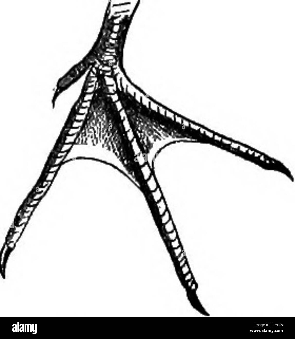 . Clé d'oiseaux de l'Amérique du Nord. Contenant des indications succinctes sur chaque espèce d'oiseau vivant et fossile connu à l'heure actuelle du continent au nord de la frontière du Mexique et des États-Unis, y compris le Groenland et Basse Californie, avec qui sont intégrées d'ornithologie générale : un aperçu de la structure et la classification des oiseaux ; et de l'ornithologie de terrain, un manuel de la collecte, la préparation et la conservation des oiseaux. Les oiseaux ; les oiseaux. PABTS EXTERNE D'OISEAUX. - Les pieds. 131. Veuillez noter que ces images sont extraites de la page numérisée des images qui peuvent avoir été retouchées numériquement pour plus de lisibilité - Banque D'Images