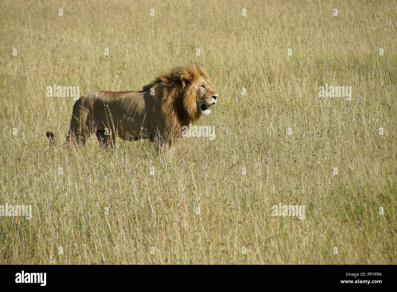 Homme Lion debout dans l'herbe haute, Masai Mara, Kenya Banque D'Images