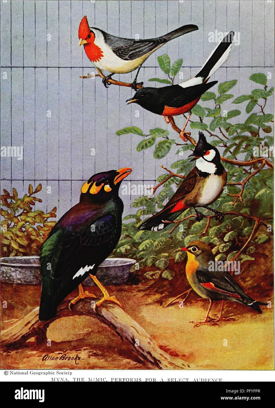 Principales Espèces Doiseaux Domestiques Doctissimo