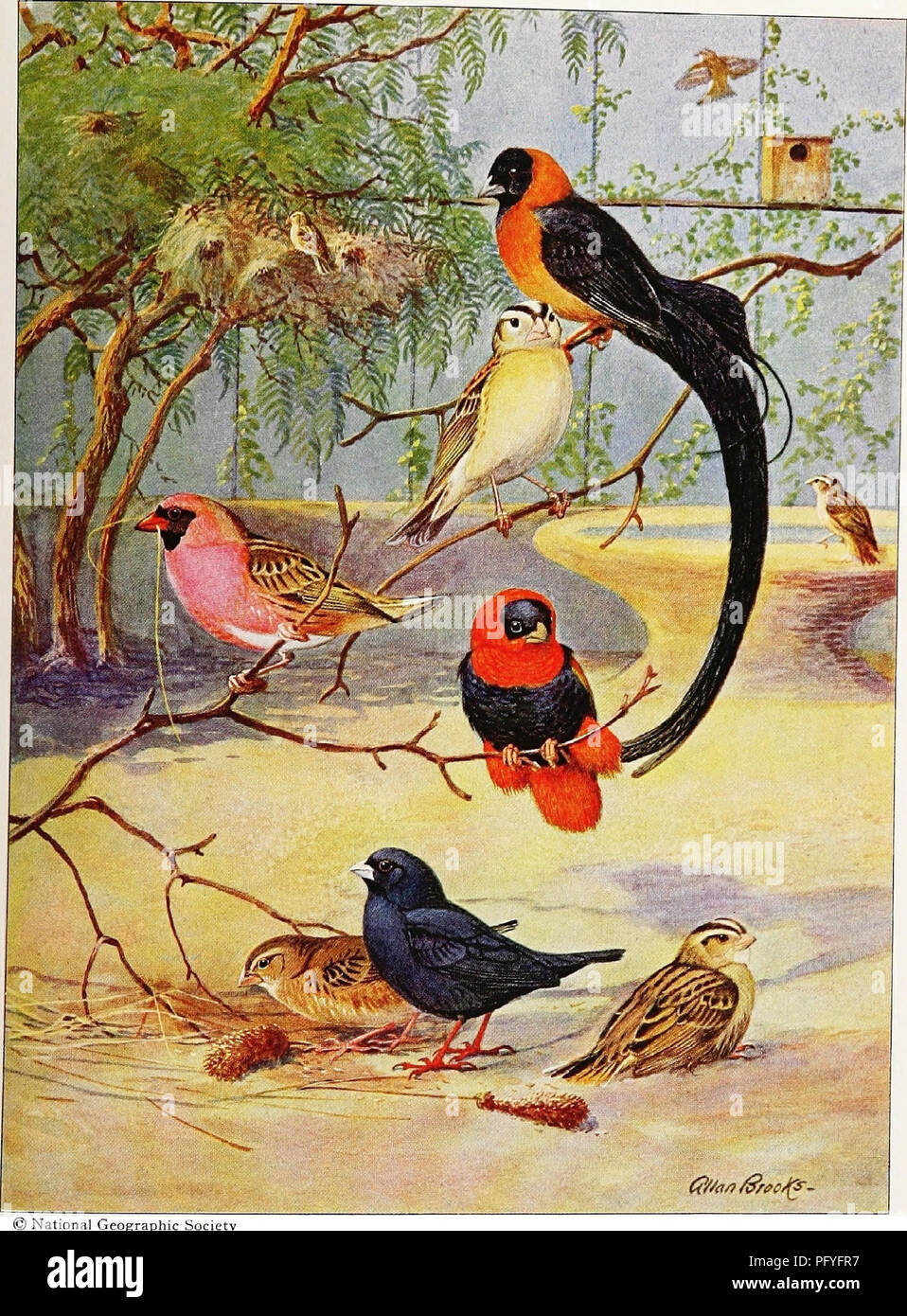 . [Articles sur les oiseaux à partir de National Geographic magazine]. Les oiseaux. Animaux domestiques aux teintes lumineuses de cage et volière. ) National Geographic Society DANS LA SOCIÉTÉ WHYDAH, C'EST LE MÂLE QUI PORTE LE "train" avec un corps de la taille d'un moineau, le paradis du gracieux Whydah (en haut à droite, au-dessus de sa modeste mate) qui remorque une queue qui peut atteindre un pied de longueur. Sur le terrain, repose le Combasou à plumes, un Jekyll Hyde et dont le costume d'hiver (à gauche) est aussi clair que celui de la femelle (à droite), alors qu'en été, il est revêtu de dressy noir bleuté (milieu). Dans le centre sont le rouge brillant Weaver ( Banque D'Images