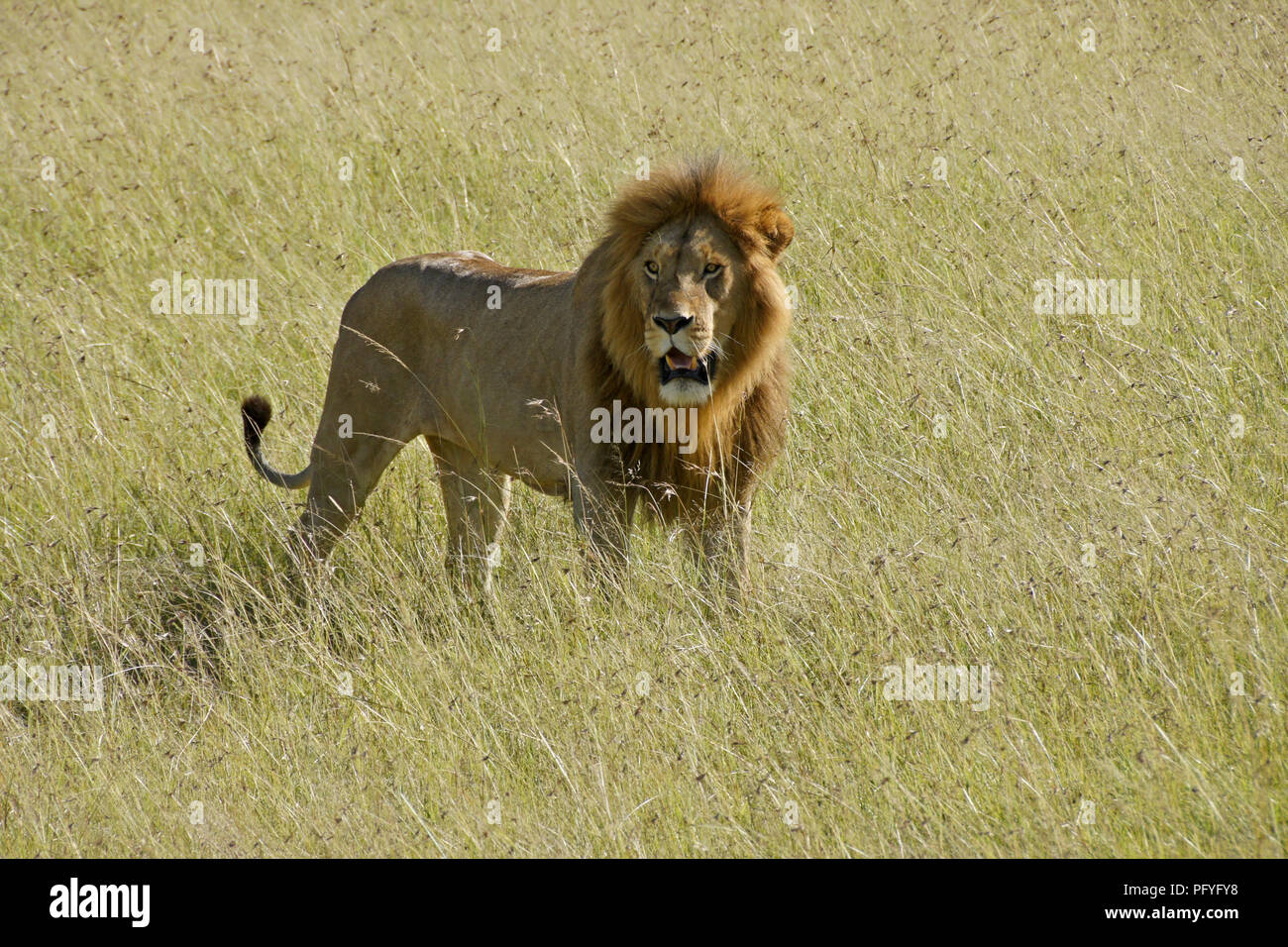 Homme Lion debout dans l'herbe haute, Masai Mara, Kenya Banque D'Images
