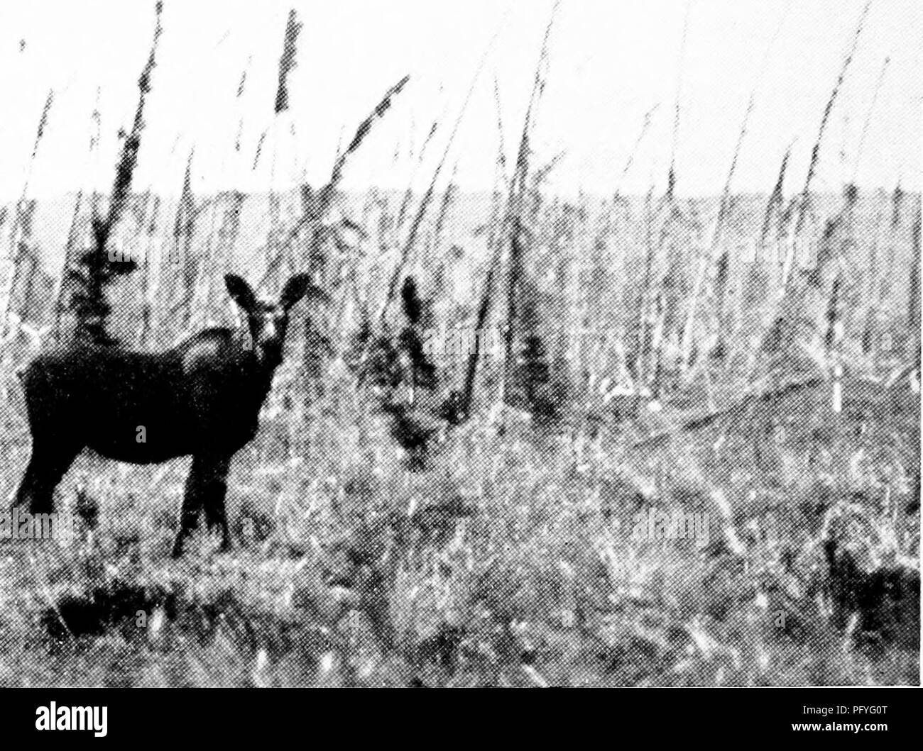 . [Articles sur les oiseaux à partir de National Geographic magazine]. Les oiseaux. fh M &gt ; : ' 't- k Li fHh IMiiitu Gcoigc bhiras A. bj, 3e UN AUTRE VITtW THK DE JEUNES MAIS,I, -MOOSE Wild était FORCllJLY instruits (voir pages 449 et 450), l'exactitude de l'audace mère -avec l'liawk échappés dans la poursuite acharnée. Ici, ai^'ain, la vitesse lente du hawk attiré quelque 50 mètres plus loin, quand la poule a chuté Hke un plomb dans un tas d'aulnes, tandis que la rousse s'assit sur une branche proche de planifier à nouveau son petit-déjeuner. "J')ut le défait aviator savait très bien que deux des huit a laissé une substan- tielle, lialance cependant d Banque D'Images