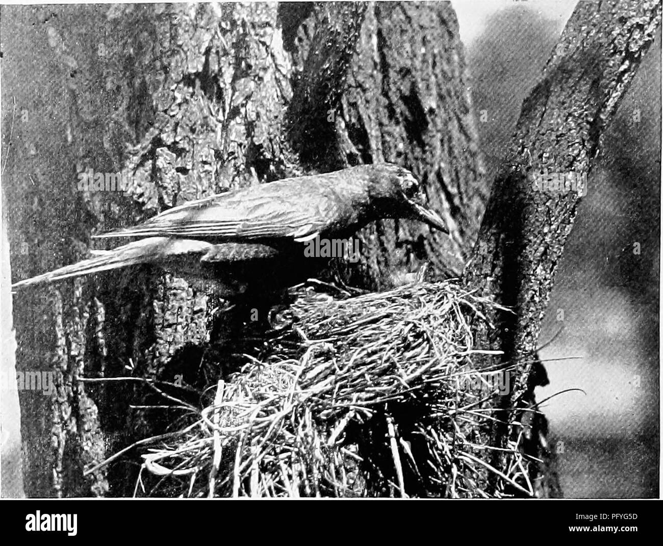 . [Articles sur les oiseaux à partir de National Geographic magazine]. Les oiseaux. Photo par A. iv. Princehorn ROBIX AXl) XEST (PAGE 6/3) Elle Tiuvard la dernière de juin de la première jeune tlic, lirood avec l'ancien partenaire, resort en numliers chaque soir dans un lieu de repos. Ces gîtes sont généralement dans les deuxième, habituellement en bas, mais parfois sur les hauteurs. Les femelles sont désormais occupés par les soucis d'une seconde famille, et les mâles sont dit de revenir chaque jour pour les aider dans leurs fonctions. Rarly en septembre, quand la saison de nidification est terminée, les merles se rassemblent en grandes bandes, et à partir de ce temps jusqu'à ce que t Banque D'Images