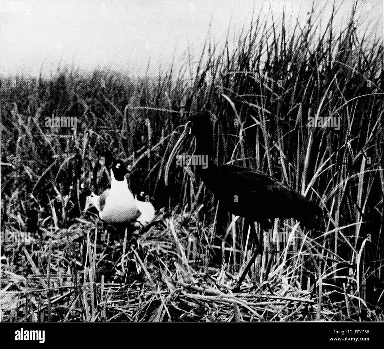 . [Articles sur les oiseaux à partir de National Geographic magazine]. Les oiseaux. 714 LA REVUE NATIONAL GEOGRAPHIC. S FRANKLIN les goélands et les Ibis à face blanche glossy nid ensemble ces deux espèces s'associent dans de grandes colonies dans les tulcs du marais de Bear River, Utah. Apparemment, ils le font à partir de la force des circonstances, plutôt que de la sociabilité, de l'expédition, appris en regardant des stores, qu'ils passent la plupart de leur temps à se battre. Une excellente circulaire, l'Ibis à face blanche (à droite) se déplace de miles pour un repas de crustacés, de vers de terre, l'eau, les insectes ou les grenouilles. La mouette de Franklin nid dans un marais Banque D'Images