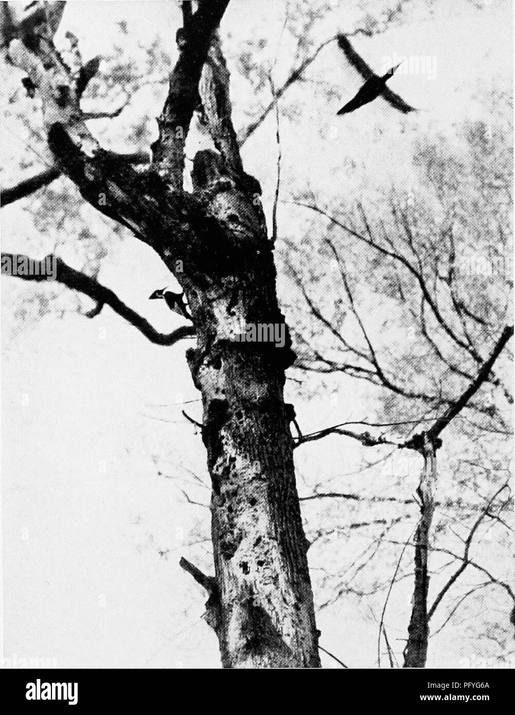 Articles Sur Les Oiseaux à Partir De National Geographic