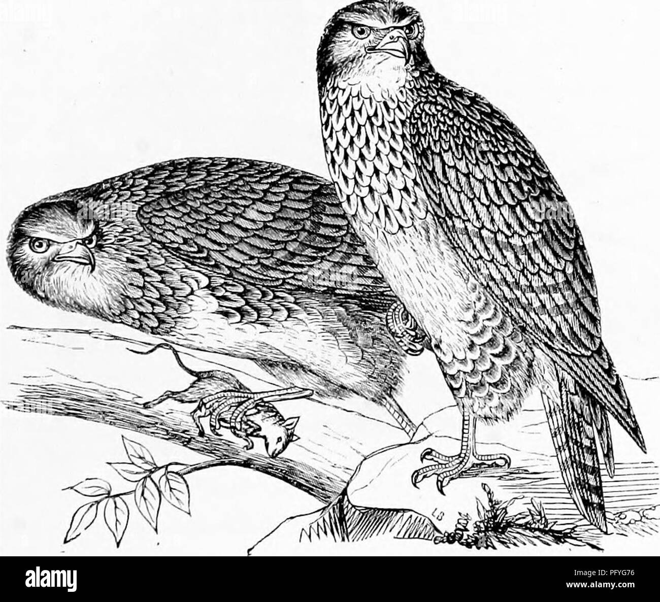 Ce travail fournit un compte rendu populaire de divers ordres de reptiles et d'oiseaux, détaillant leurs habitudes, leur comportement alimentaire et leurs rôles écologiques. Il aborde des espèces notables comme le Buzzard commun et le Buzzard au miel, ainsi que leurs régimes alimentaires spécialisés et leurs stratégies de chasse. Banque D'Images