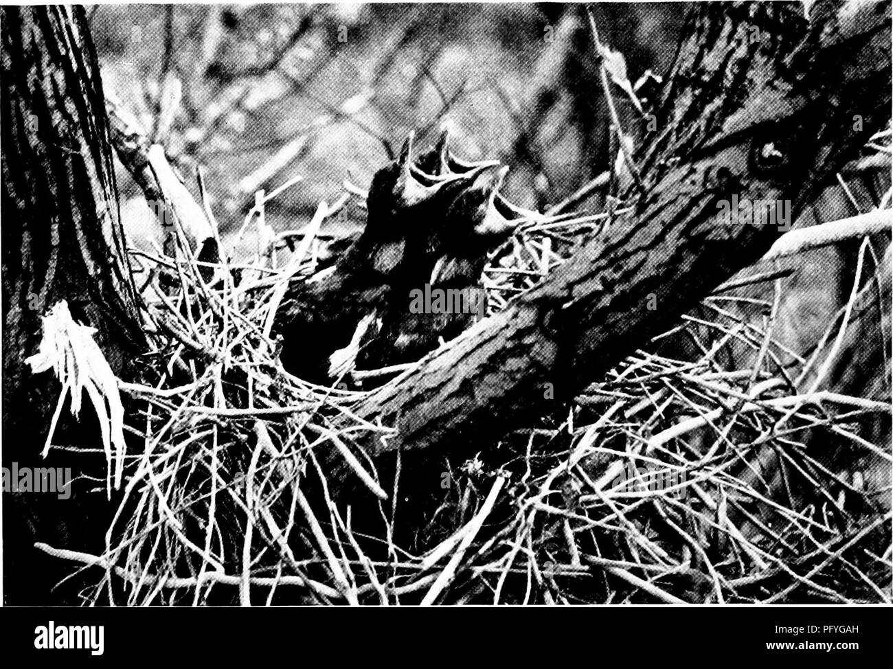 . [Articles sur les oiseaux à partir de National Geographic magazine]. Les oiseaux. Le magazine National Geographic. Photographie par le Dr A. A. Allen jeunes corneilles sont surtout ArrETlTE c'est la bienvenue à la maison qui attend Jim Crow ou son conjoint lorsqu'ils retournent dans le nid avec le dîner. Tliey sont parents fidèles et travailler dur pour garder leurs jeunes' la faim vorace apaisé. tuer les agneaux nouveau-nés malades et les moutons. Le peuple a fait la guerre sur lui, et à-jour, les corbeaux ne btiikl leurs nids dans les limites de cet État. L'oiseau n'est pas rare dans le Maine, en particulier près de la mer, où il est un fléau à Banque D'Images