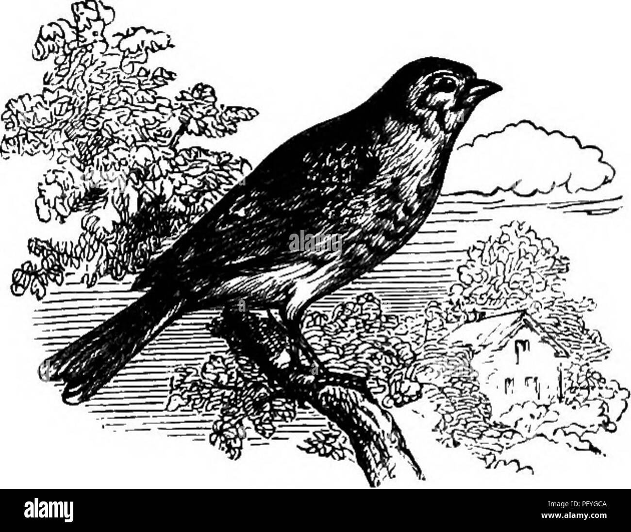 Ce travail explore la vie des oiseaux ruraux de l'Angleterre, fournissant un aperçu de diverses espèces d'oiseaux, y compris le Linnet et Redpoll. Il offre également des conseils sur la conservation des spécimens d’oiseaux pour étude scientifique et comprend des observations sur les habitudes et les habitats des oiseaux en milieu rural. Banque D'Images