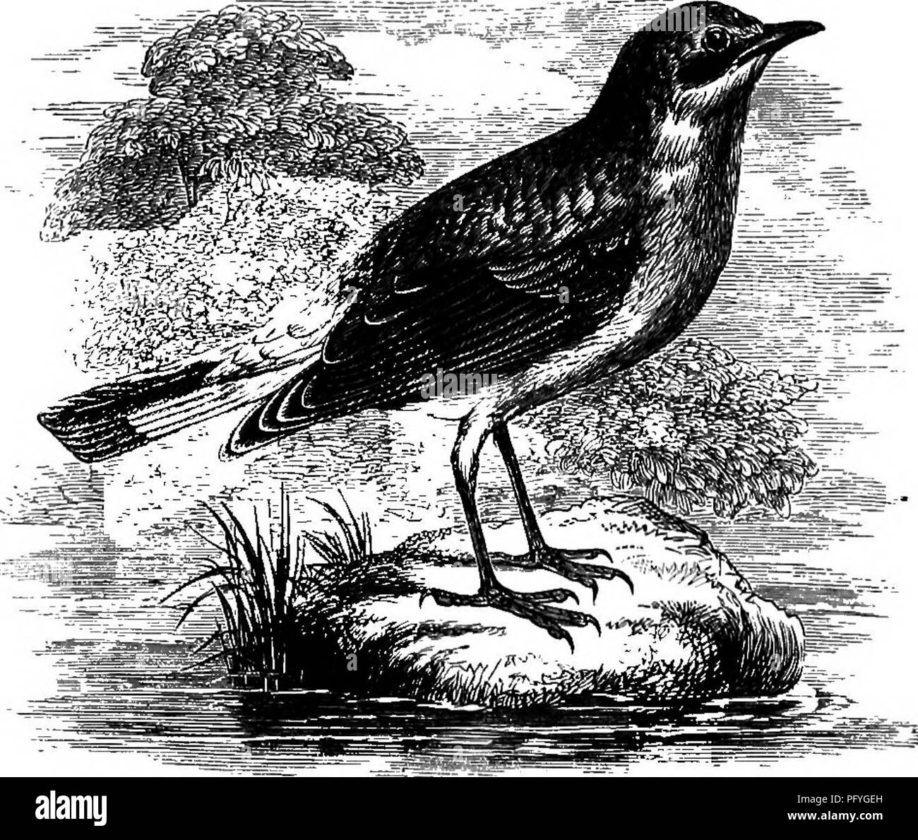 . La vie des oiseaux en milieu rural de l'Angleterre : essais sur l'ornithologie, avec les instructions pour la préservation des objets relatifs à cette science . Les oiseaux ; les oiseaux. WIIEATEAR. L'STONECHAT ET Traquet motteux. Sur le wild et trackless landes, où les solitudes sont cassées mais rarement sauf par l'dures cris des pluvier, le tétras du Canada et le courlis, nous trouvons un petit oiseau, dans une gerbe de l'gayest- de la communauté gay, déménageant de bush à bush, poussant sa note monotone de coe chic, chic, chic, wee, chic chic, tandis que sa compagne dans son plumage plus sobre se trouve apparemment immobile sur une touffe de Heather par ; mais si nous observons de plus près Banque D'Images