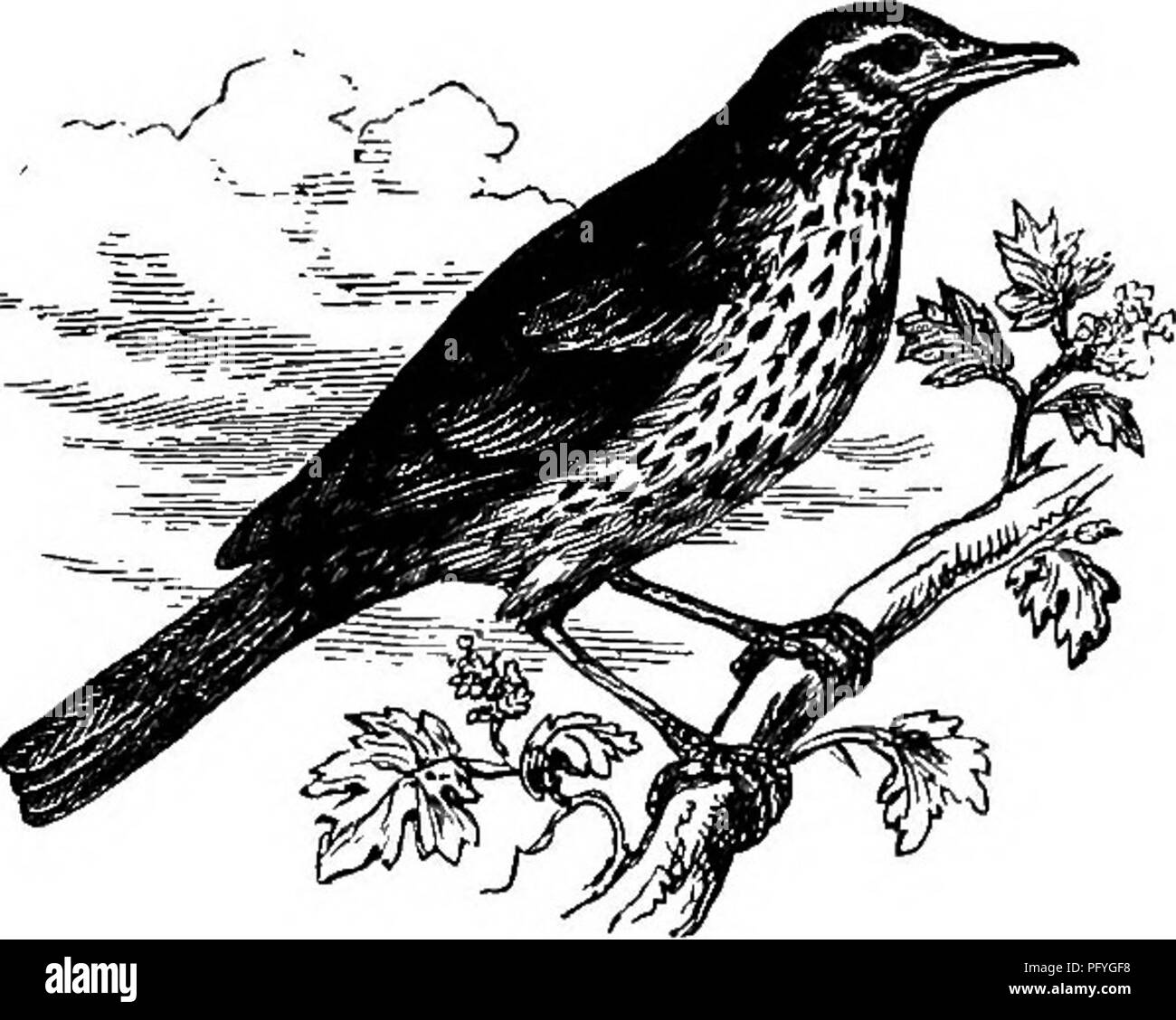 . La vie des oiseaux en milieu rural de l'Angleterre : essais sur l'ornithologie, avec les instructions pour la préservation des objets relatifs à cette science . Les oiseaux ; les oiseaux. La chanson-muguet. Dans le massif, les bois, et, en été, les champs et les haies, en fait, partout où nous trouvons le Blackbird, nous pouvons très bien être assurés de trouver la chanson-muguet aussi. Le repaire de la chanson-muguet, par excellence, cependant, est parmi les plus brillants et feuillage de la conifères. Là, ils ont plaisir à cacher, bien que pas si timide et réservé comme le Blackbird ; là, ils construisent leurs nids en plus grand nombre, parmi les pe Banque D'Images