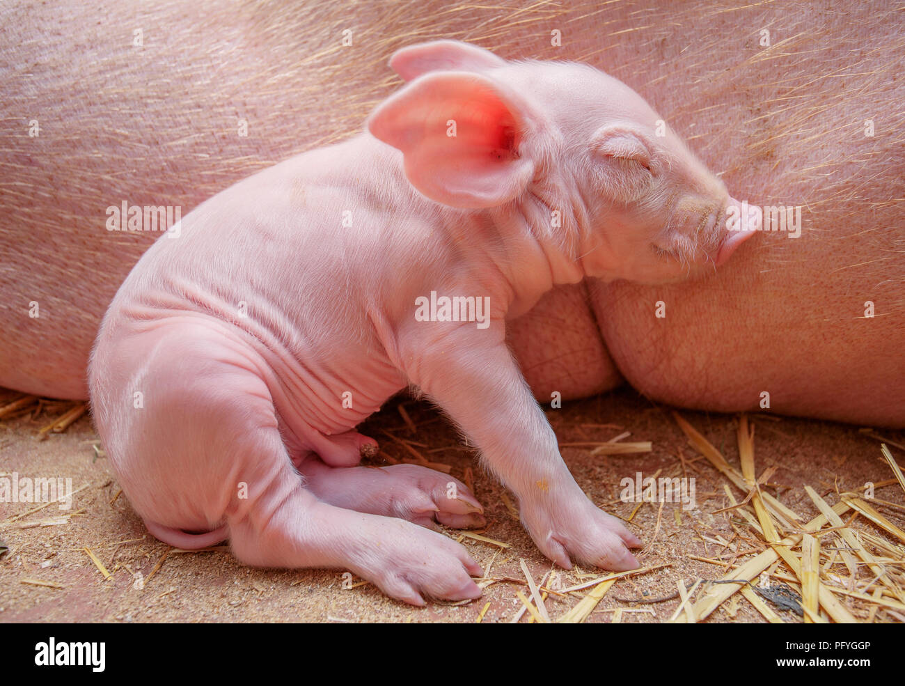 Piggy sur l'arrière-plan de la mère Banque D'Images