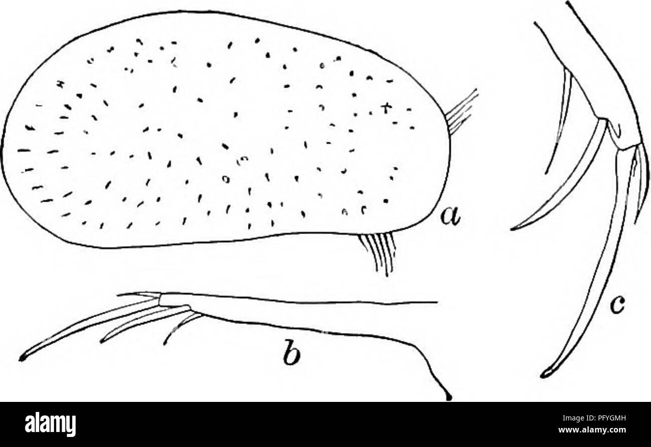 . La biologie d'eau douce. Biologie des eaux douces. Les ostracodes 81341 (40) bord dorsal de furca lisse (Fig. 1267 b). Herpetocypris testudinaria Cushman igo8.. Longueur 2,10 mm., hauteur i.oo mm, largeur 0,80 mm. Une petite épine supplémentaire par sous la griffe de terminal. Furca environ 14 fois plus longs que larges, ses griffes plaine. Les étangs. Terre-neuve. Mai. Fig. 1265. Herpetocypris testudinaria. (A) Vue de côté ; (6) Furca ; (c) fin de furca, montrant petite épine par griffe. 42 (43) Natatory de soies seconde antenne atteindre aux conseils des griffes de terminal, ou légèrement au-delà. Deuxième étape avec un bec-comme fin segment et d'une griffe (Fig. 12686 Banque D'Images