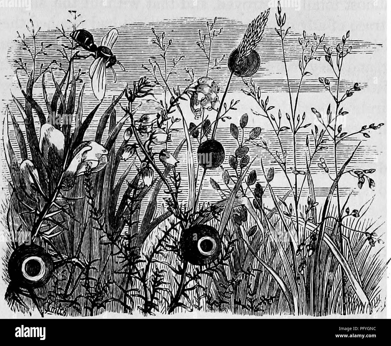 . Des maisons sans mains : être une description de l'habitat des animaux, classées en fonction de leur principe de construction . Les animaux. AGELENA BRUNNEA-OOAEOTATA EUMÈNE. 371. Kumenea et Agelena. Cette petite guêpe construit de petites cellules globulaires de boue, et se fixe à des tiges de plantes diverses, la politique commune de heath étant le plus grand favori, pour que heath-couvertes communes sont susceptibles de permettre des spécimens du nid et son architecte. Chaque nid ne contient qu'une seule cellule, et n'est destiné qu'à l'arrière d'un seul occupant. La guêpe est un insecte très utile, car il dispositions son nid avec le Banque D'Images