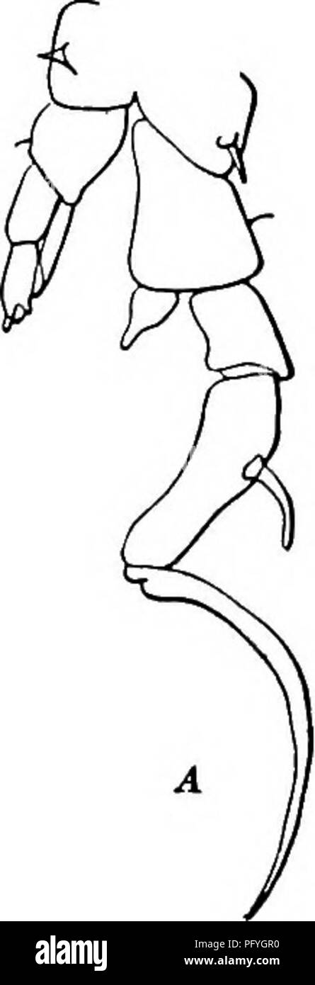 . La biologie d'eau douce. Biologie des eaux douces. La biologie d'eau douce de 772 67 (70) première partie de l'exopodite de cinquième homme sans pied appendice hyahne 6868 (69) Droit de l'endopodite homme cinquième pied triangulaire en forme, premier segment ab- dominal de femelle a digitiform sur processus de frontière postérieure droite Diaptomus nudus Marsh 1904.. Trouvés dans les lacs près de Pike's Peak, dans le Colorado. Longueur de 1.132 mm, femelle. Longueur de 1.115 mm, mâle. Fig. 1207. Diapiomus nudus. Un cinquième, pieds de mâle. X 105. B, l'abdomen de la femelle. X 105. (Original.) 69 (68) sur l'cinquième pied, deuxième segment basal avec appendice hyalin dans Banque D'Images