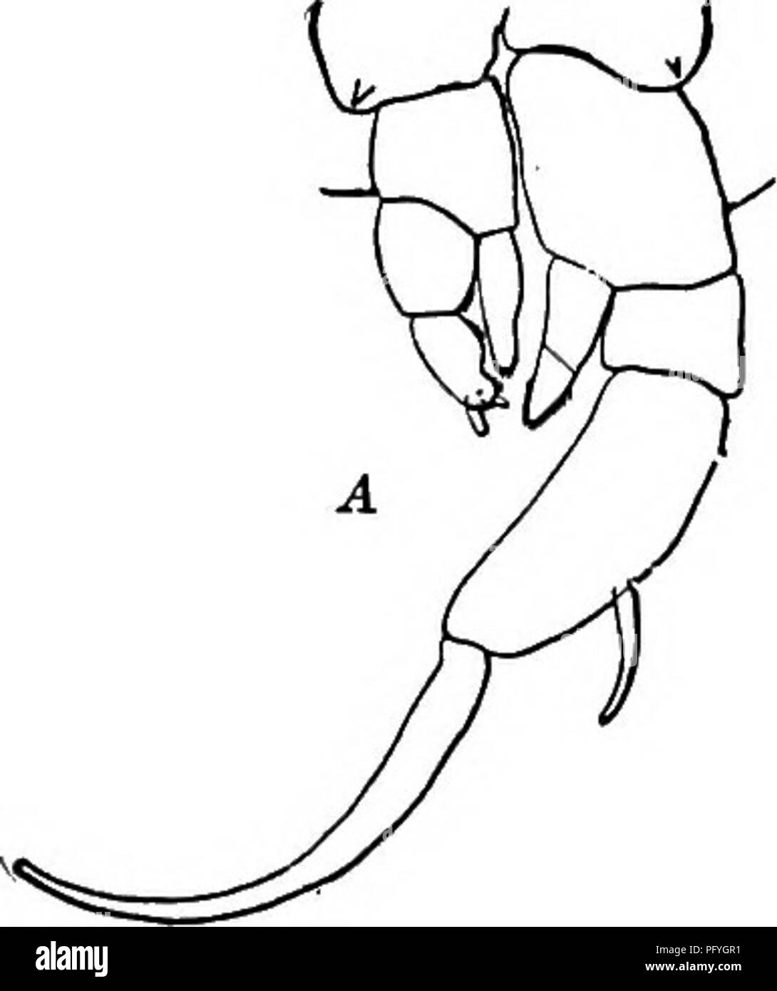 . La biologie d'eau douce. Biologie des eaux douces. 770 Biologie D'EAU DOUCE (60) 57 Deuxième segment de droite de l'exopodite cinquième pied de l'homme n'a pas de crête oblique postérieure à 6161 (62) La colonne latérale du segment terminal de l'exopodite droit mâle de cinquième pied terminal, endopodites distinctement deux-segmenté. Diaptomus bakeri Marsh 1907. Dans la cinquième femme pied les exopodites sont nettement en trois segments, les endopodites distinctement deux-segmenté. Trouvés à Cali- fornia. Longueur de femme, 1,27 mm. Longueur de 1,124 mm, mâle. Fig. 1203. Diaptomus hakeri. ^, cinquième pieds d'hommes. X no. 5, cinquième foo Banque D'Images