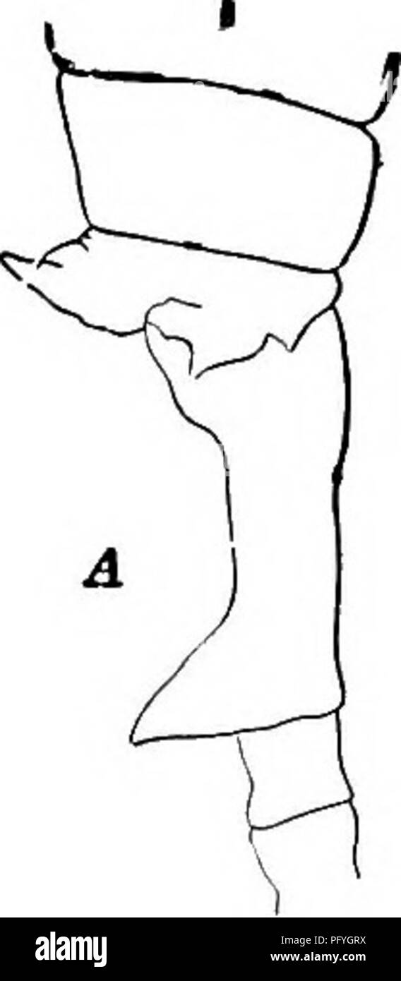 . La biologie d'eau douce. Biologie des eaux douces. 30 (29) de la colonne latérale droite de deuxième segment de l'exopodite de cinquième pied près de l'extrémité proximale Lilljeborg 1889 trybomi Diaptomus.. Veuillez noter que ces images sont extraites de la page numérisée des images qui peuvent avoir été retouchées numériquement pour plus de lisibilité - coloration et l'aspect de ces illustrations ne peut pas parfaitement ressembler à l'œuvre originale.. Ward, Henry Baldwin, 1865-1945 ; Whipple, George Chandler, 1866-1924. coauteur. New York, John Wiley & Sons, Inc. ; ; [etc. ,Etc. ] Banque D'Images