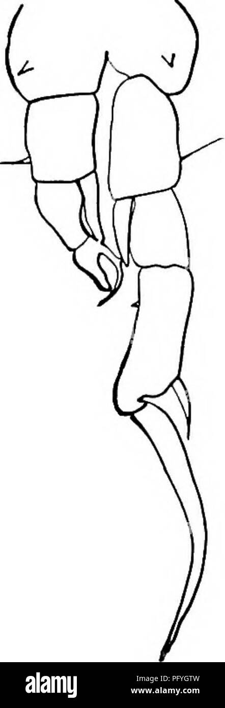 . La biologie d'eau douce. Biologie des eaux douces. Fig. 1179. Diaptomushtrgei,rQ2X&amp ;. ^, segment terminal de l'antenne de droite. X 191. B, cinquième pieds. X 109. (Original.) en commun et de l'Indiana a été trouvé dans le Wisconsin et à Long Island. Longueur de 1,3 mm, femelle. Longueur du mâle, 1,2 mm. 17 (16) de l'antenne droite segment antépénultième de l'homme ne sont pas produits en point émoussé sur extrémité distale (1818) 19 processus interne du segment terminal de l'exopodite de cinquième homme de gauche, pas de suspenseur pied appendice hyalin de premier segment de droite exopodite Diaptomus pallidus Herrick 1879.. Se produit dans la région de vallée du Mississippi, un Banque D'Images