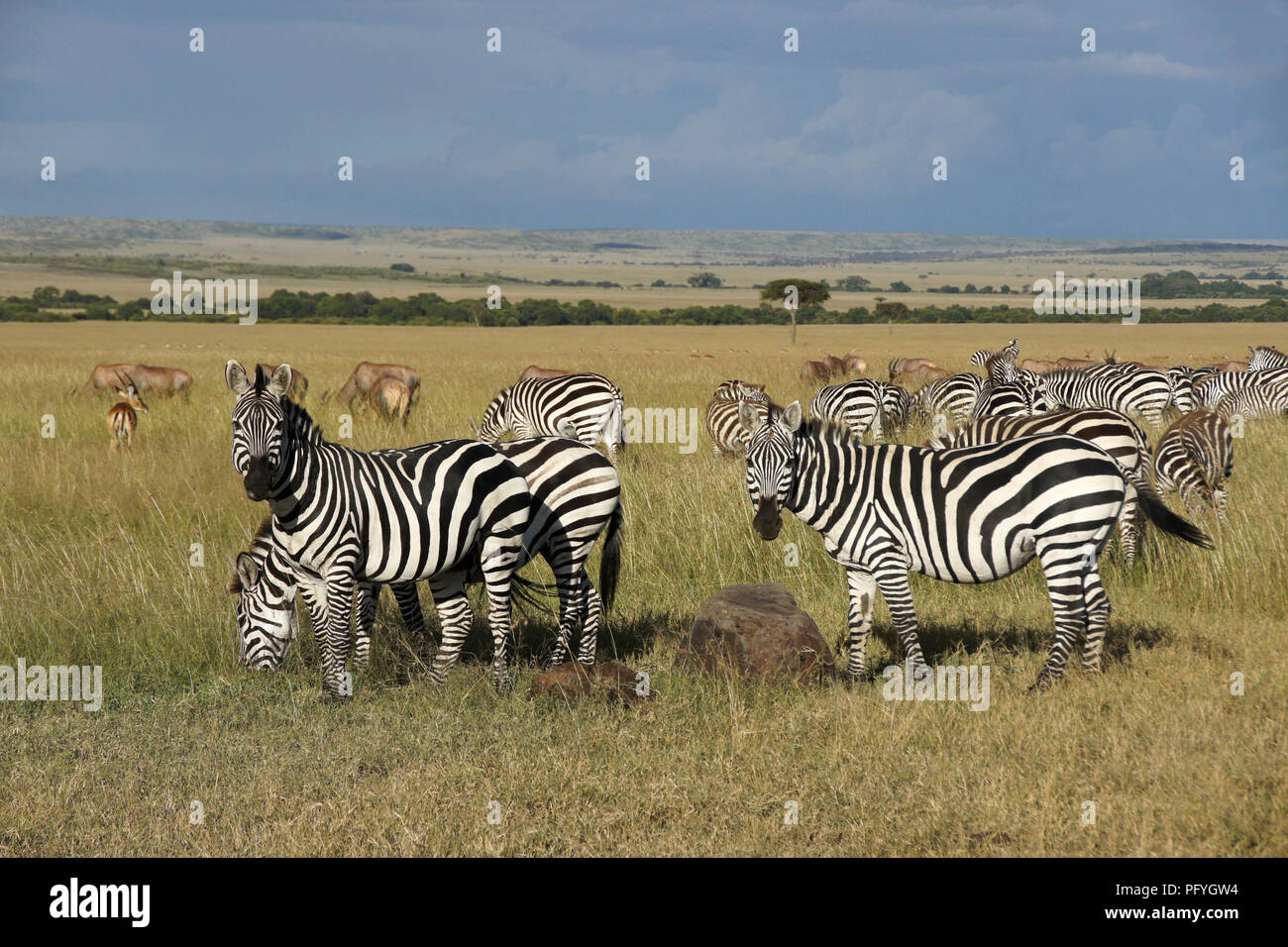 Burchell (commun, plaines) zèbres, topis, impalas, gazelles et sur les prairies de la réserve de Masai Mara, Kenya Banque D'Images