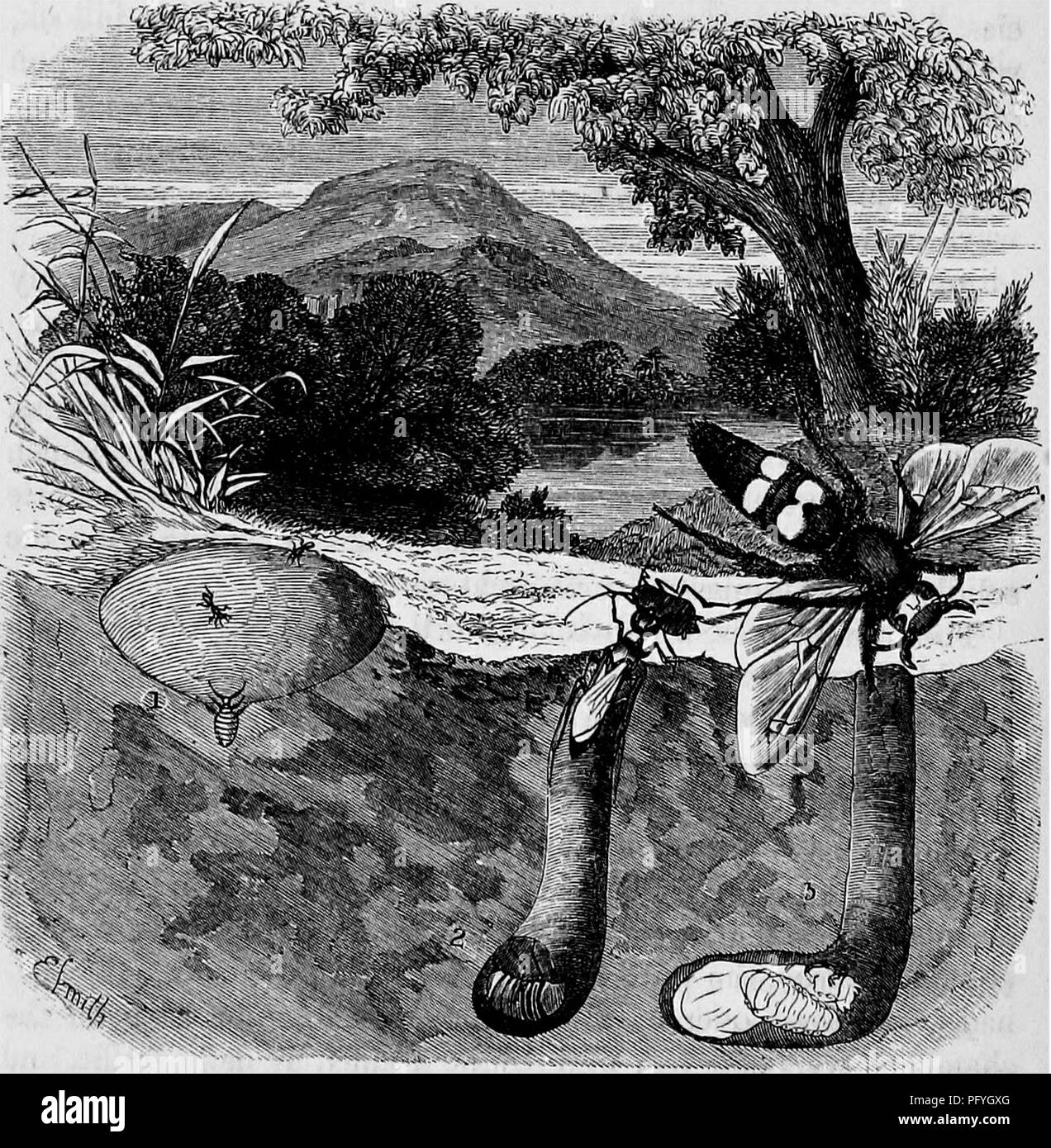 . Des maisons sans mains : être une description de l'habitat des animaux, classées en fonction de leur principe de construction . Les animaux. 148 Maisons SANS LES MAINS. , Logement. Cinq chambres sont présentés, deux grandes et trois petites, communiquer avec la galerie, par des couloirs très court. C'est un fait remarquable, que l'ant sera toujours se prévaloir d'aucune des circonstances accidentelles qui peuvent l'aider dans la construction. Par exemple, l'un de ces petits êtres industrieux a été observé pour profiter de pailles qui s'est passé à traverser l'un un autre, et de les convertir en faisceaux, dont le marquage ce Banque D'Images