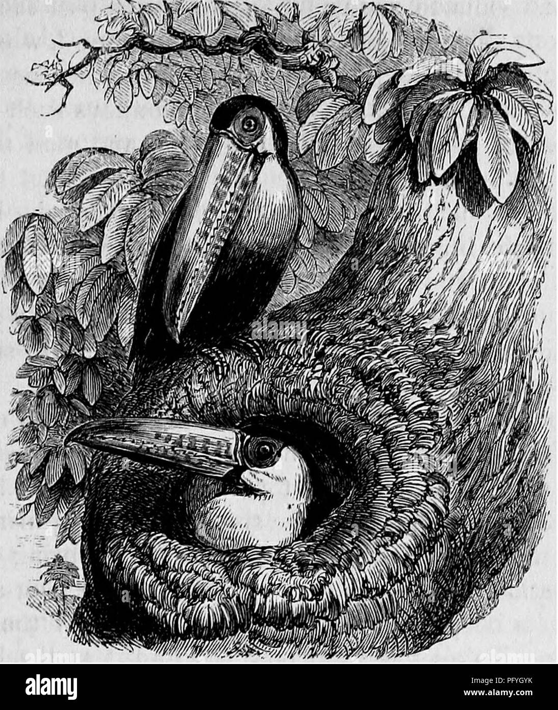 . Des maisons sans mains : être une description de l'habitat des animaux, classées en fonction de leur principe de construction . Les animaux. Le TOUOAH".. Toucan. Il existe de nombreuses espèces de Toucan, qui sont tous facilement re- connaissable en raison de la couleur du bec, pour tous ces oiseaux dans l'énorme projet de loi est décoré avec des teintes brillant étrangement. Dans le cas d'une espèce de loi est riche orange et noir, dans un autre il est rouge et jaune, et dans un autre il est vert et rouge ; et dans tout ce qu'il est colossal en comparaison avec le corps, et est d'une grande force, bien que très légère. Banque D'Images