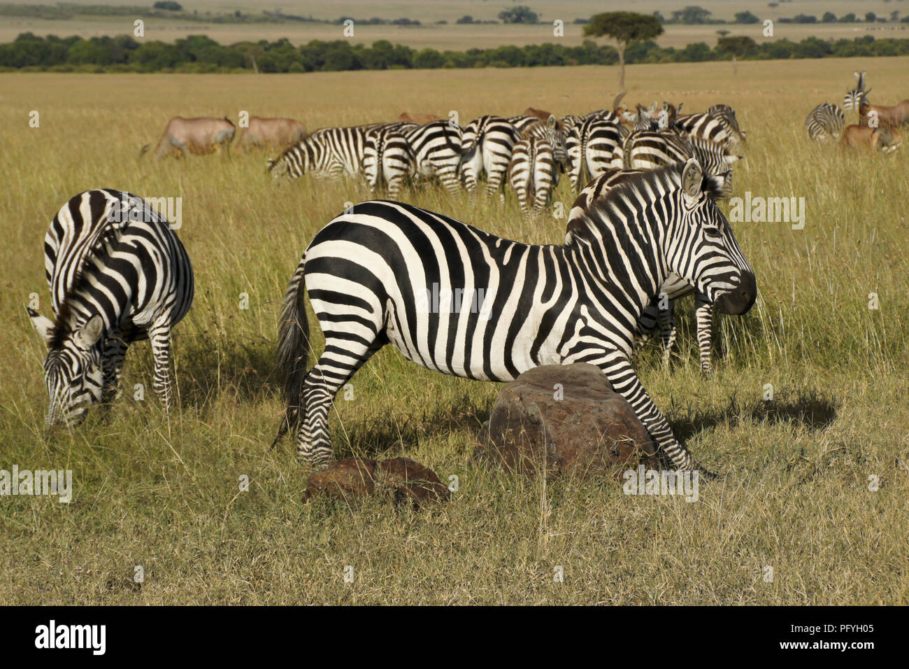 Burchell (commun, plaines) zebra rayures son ventre sur un rocher tandis que d'autres zèbres et topis brouter, Masai Mara, Kenya Banque D'Images