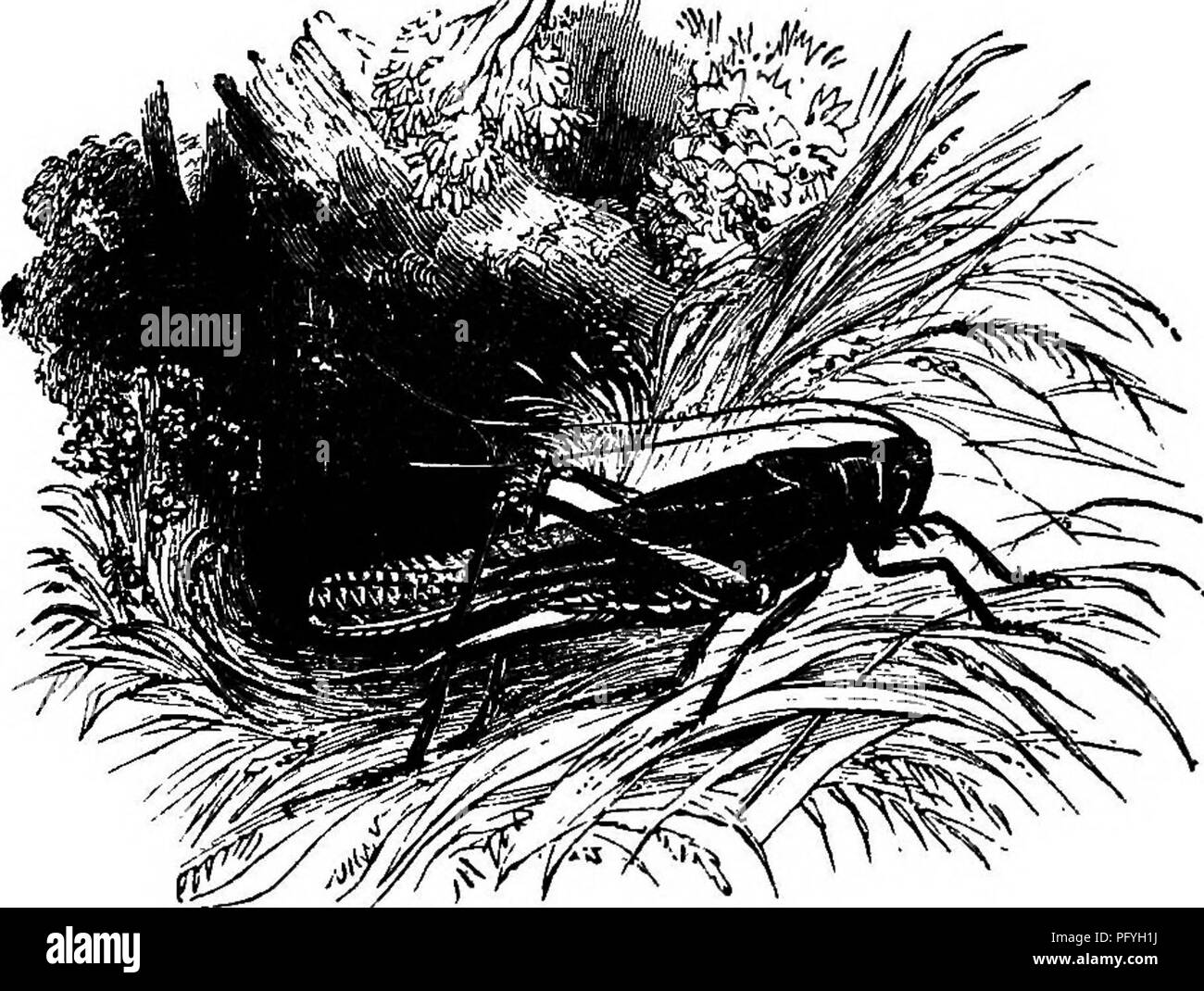 . L'illustre histoire naturelle : comprenant des descriptions des animaux, oiseaux, poissons, reptiles, insectes, etc., avec des esquisses de leurs propres habitudes et caractéristiques . Zoologie. J66 DANS V£RI£BK.'&gt ;.T£S. La sauterelle. Cet insecte peut être divisée en trois parties ; la tête, la cuirasse ; et le ventre. La tête est longue, pointant vers le bas, vers la terre. Chacun est frappé par la ressemblance qu'il porte tu la tête d'un cheval. Sa bouche est couverte par quelque chose de semblable à un bouclier, ce qui s'avance sur elle ; est armé de dents d'une couleur brune et accro aux points. La langue est large, rougeâtre, un Banque D'Images