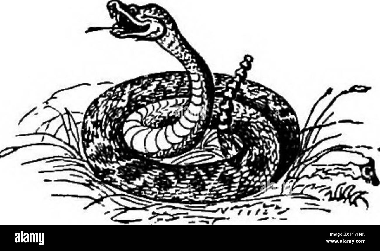 . L'illustre histoire naturelle : comprenant des descriptions des animaux, oiseaux, poissons, reptiles, insectes, etc., avec des esquisses de leurs propres habitudes et caractéristiques . Zoologie. BEKl'ENTS. 828 II. SERPENTS. Les serpents se distinguent par leur corps long et mince sans les membres, et par la grande expansibilité de leurs mâchoires, de la bouche et de la gorge, ce qui leur permet souvent d'avaler ani mals de plus grande épaisseur qu'elles-mêmes. Ils sont toujours fournis avec des dents, qui sont fortes, et se pencha en arrière. Les serpents sont répartis dans les venimeux, et ceux qui ne sont pas venimeux. Ce dernier Banque D'Images