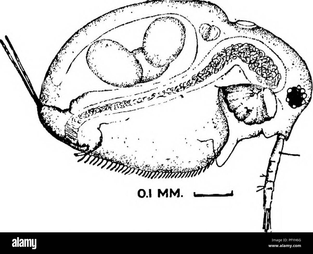 . La biologie d'eau douce. Biologie des eaux douces. 7J6-BIOLOGIE D'EAU DOUCE ii6 (loo, 107) Antennary setae 0-1-1-3. 1-1-3 ; tous semblables et. plumeuses Lathonura Lilljeborg 1853. Seule espèce Lathonura rectirostris (O. F. Muller) 1785. Forme générale ovale-, pas com- pressé. Des vannes ; la marge ventrale avec de courtes, dose-set, lisse, en forme de lancette, spatulés ou épines. Antennules tout droit, avec sensation-sèche près de la base ; 2 paires de soies de sens dans la moitié distale. L'abdomen très petit, étendu derrière dans un long processus conique, qui porte la très longue soies abdominales ; couvert d'épines fines et régler Banque D'Images