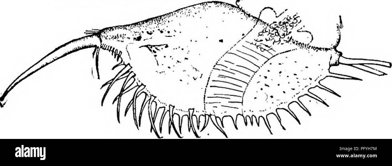 . La biologie d'eau douce. Biologie des eaux douces. Fig. 1108. 01 MM. Bunops serrkaudata âI. (Loi 102) Sommet de tête formant angle pointu à l'avant de l'insertion d'anten- nules. La crête dorsale de vannes absente ou faible. Abdo- men post-très grande, avec nmnerous longues épines. Le SRAS 1861 Ilyocryptus . 103 forme générale triangulaire ovale, la tête formant le sommet du triangle, tandis que la partie postérieure et ventrale dilatée énormément bords de la ronde des vannes dans l'autre ; ces ont longtemps, à proximité- set, soies fixe, généralement ramifiée et frangé. Antennules longues, librement déplaçable, 2 cardan joint basal, très petit, att Banque D'Images