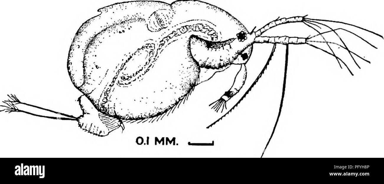 . La biologie d'eau douce. Biologie des eaux douces. 7IO-biologie d'eau douce 92 (87) sans insuffisance hépatique ; cect setae 0-0-0-s 1-1-3 93 93 (94) Convolution d'intestin au milieu du corps. Cormoran à Vannes, avec une forte dent sur crest. . Drepanothrix 1861 SRAS. Seule espèce. ... Drepanothrix dentata (Euren) 1861. La marge dorsale ; réticulé à Vannes, voûté, avec des aigrettes, court-circuit, l'arrière- dent de pointage à propos de milieu. Antennules large, plat, tordu, mais pas tellement comme dans Streblocerus ; post-abdomen prolongé mais pas comprimé dans une fine bordure ; presque carré vu de côté. La marge avec 2 rangées de petits s Banque D'Images