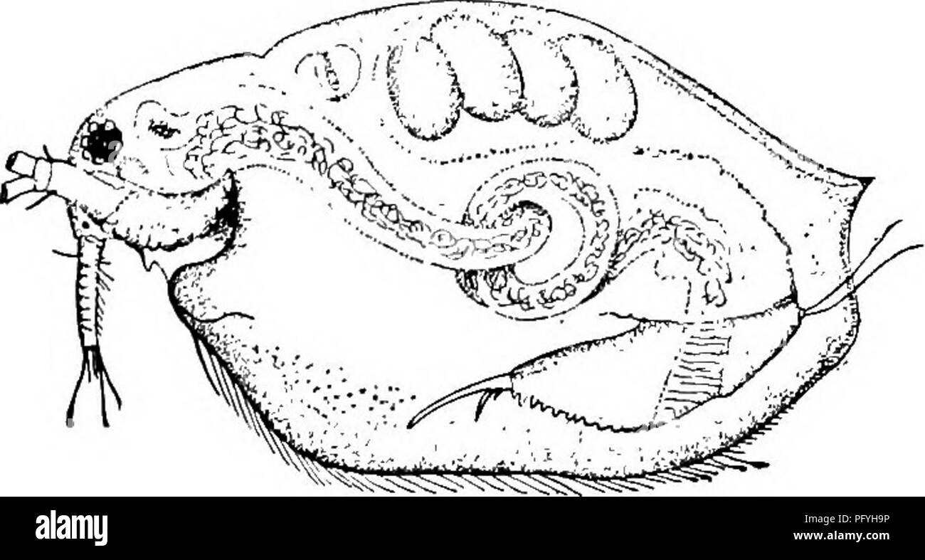 . La biologie d'eau douce. Biologie des eaux douces. 7o8-biologie d'eau douce 83 (23, 76) de long, femelle Antennules librement déplaçable, généralement inséré à l'extrémité antérieure de la surface ventrale de la tête. Rami d'antennes 3 et 4. Intestin simple ou compliqué. La société usuaEy hépatique léger. Cinq ou six paires de pieds. Macrotheicidae famille Norman et Brady . 84 Processus abdominale généralement absents ; rarement présent (llyocryptus). Pieds, 5 ou 6 paires, les deux premières préhensile ; la dernière, si présent, rudimentaire. L'abdomen marqués au large de corps, habituellement de grande taille, souvent ; bilobée anus terminal ou latéral. Labre habituellement Banque D'Images