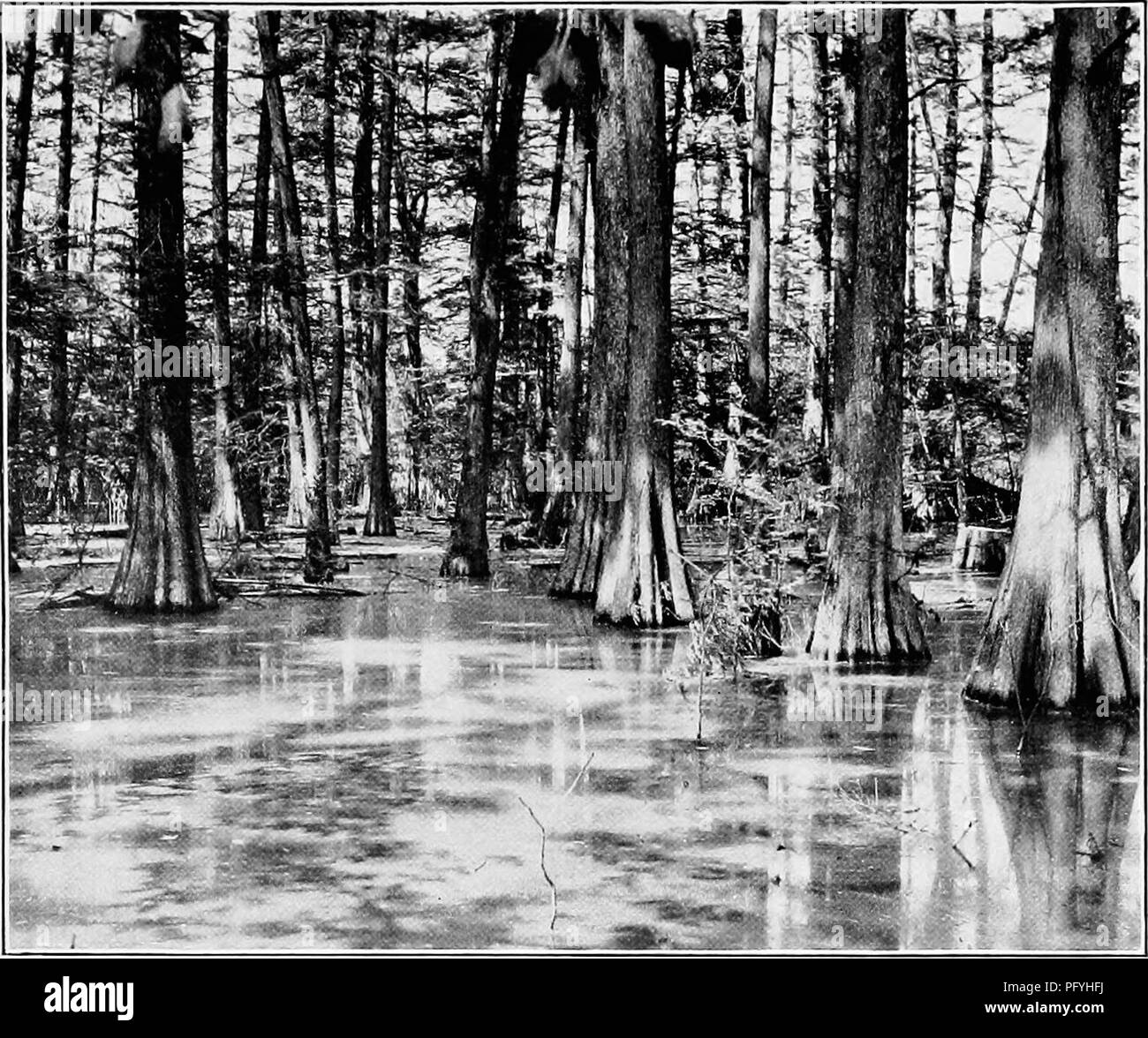 . Les oiseaux de l'Arkansas. Les oiseaux. Bui. 38, Commission biologique, U.S. Dep^ d'agricul-ture, Tôles IV.. Fig. 1.-Cypress Swamp, Walker Lake, Arkansas. Site d'une grande colonie de hérons. ^4- ;,, W^ Fig. 2.-Les grands hérons et les nids, Walker Lake, Arkansas.. Veuillez noter que ces images sont extraites de la page numérisée des images qui peuvent avoir été retouchées numériquement pour plus de lisibilité - coloration et l'aspect de ces illustrations ne peut pas parfaitement ressembler à l'œuvre originale.. Howell, Arthur Holmes, 1872-1940 ; Fuertes, Louis Agassiz, 1874-1927. Washington, gouvernement. L'impression. L'arrêt. Banque D'Images