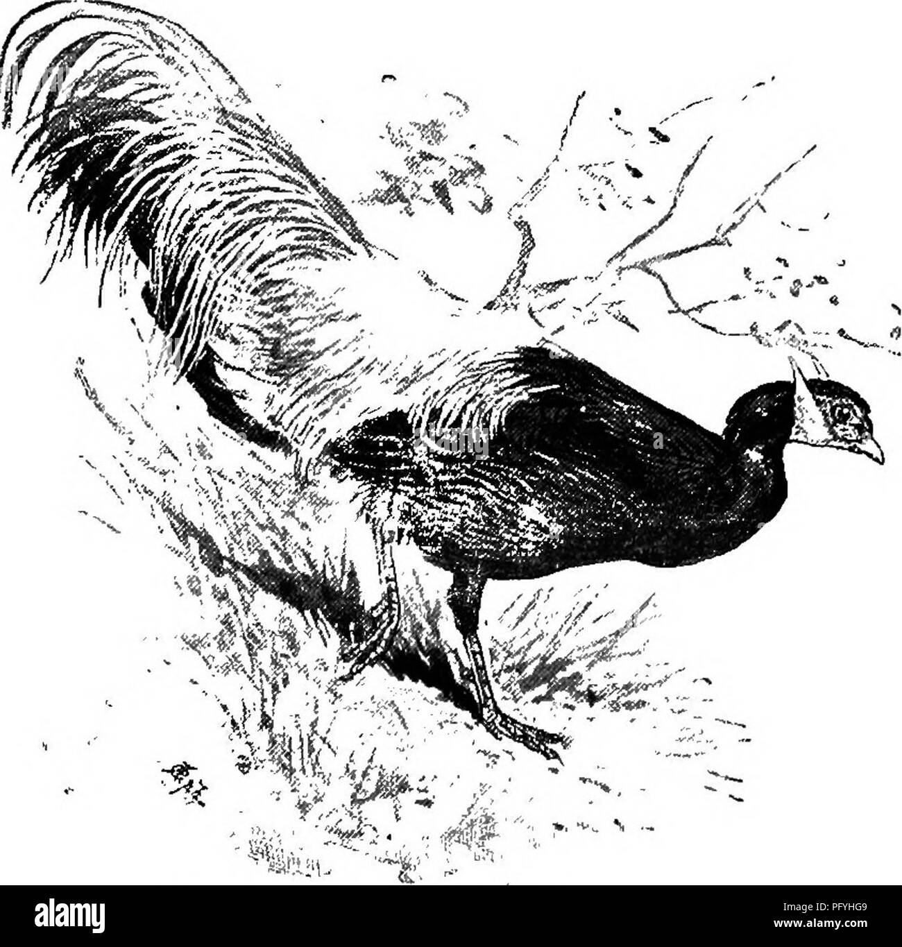 . Faisans fantaisie et leurs alliés. Faisans. MANCIJUEIAN JiAEED le faisan. Anderson's Faisan d'argent. Oiseaux, ayant été exportés de Chine il y a plus d'un siècle, tant à l'Inde et à l'Europe ; il est bien établi maintenant avec nous, et librement élevés en captivité. Il peut être tourné et s'épanouiront dans un état de liberté, d'avoir à l'état sauvage aux États-Unis. Mais, bien que plus petit, il est plus qu'un match pour la politique commune de faisans, sans doute en raison de sa plus grande lumière- Ness et de l'activité de mouvement, et n'est donc pas souhaitable d'un habitant de la forêt où il s'Ereserved. C'est Banque D'Images