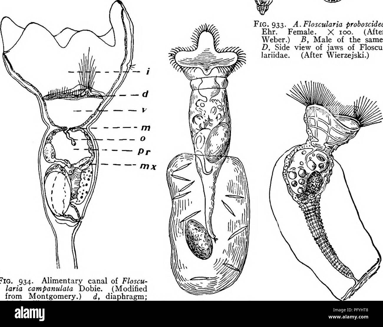 La Biologie D Eau Douce Biologie Des Eaux Douces Fig 932 Robustus Microcodides Glasscott Avec Corona C X 300 Apres Rousselet Fig 933 A Floscidaria Proboscidea Ehr Des Femmes X 100 D Apres Weber